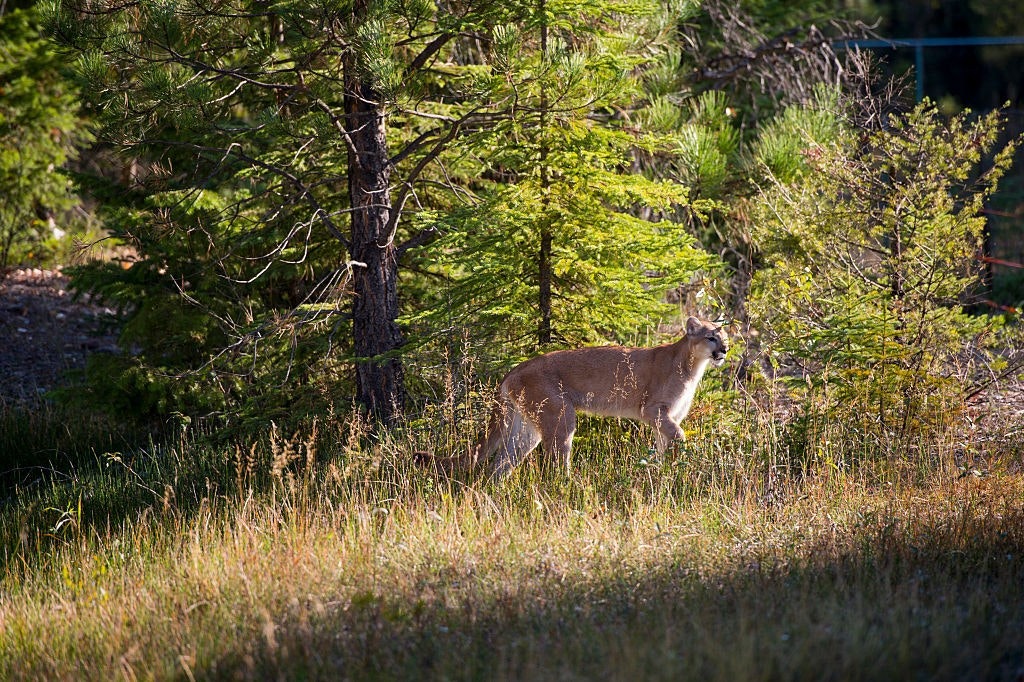A cougar in a a forest