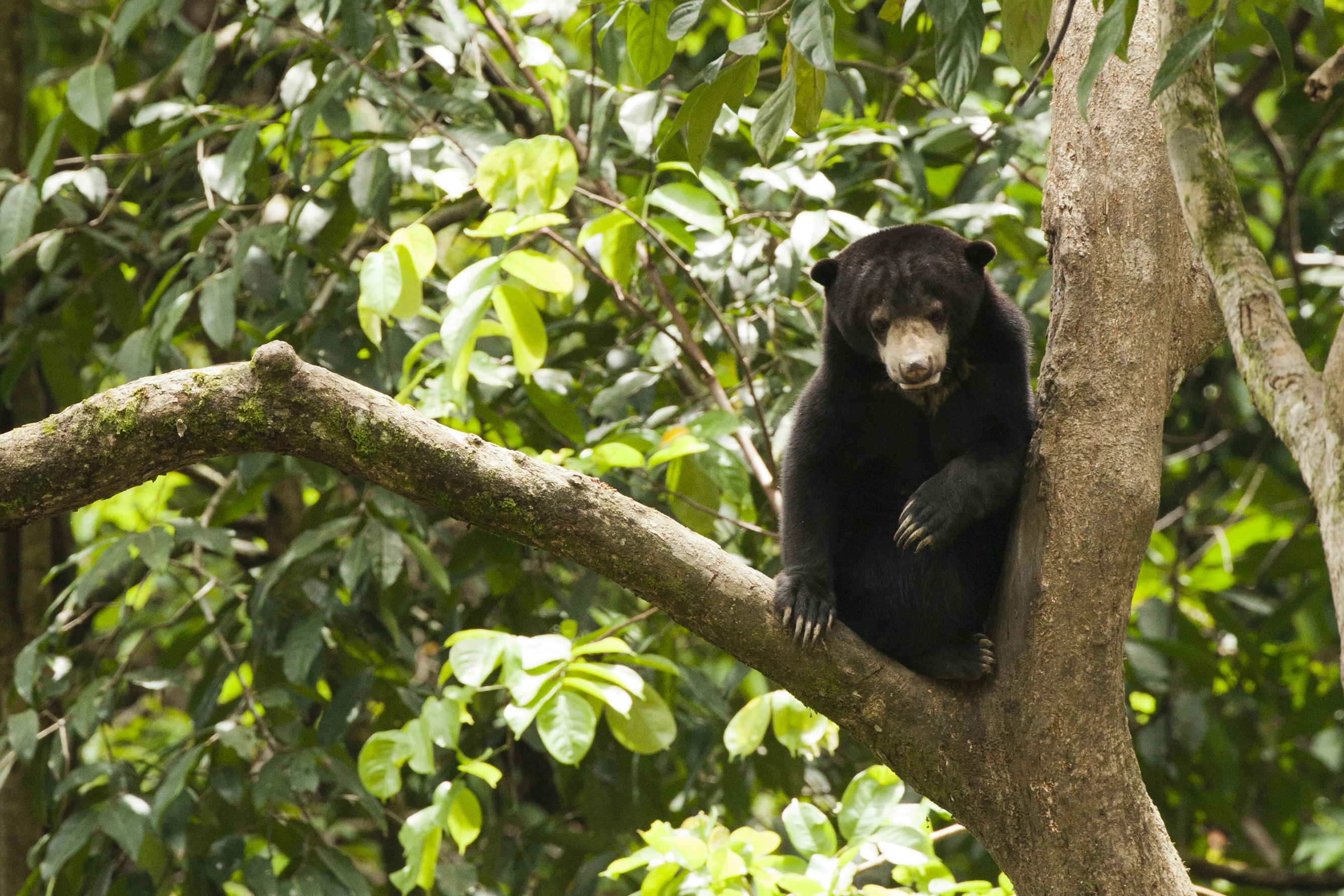A black bear sitting in a tree