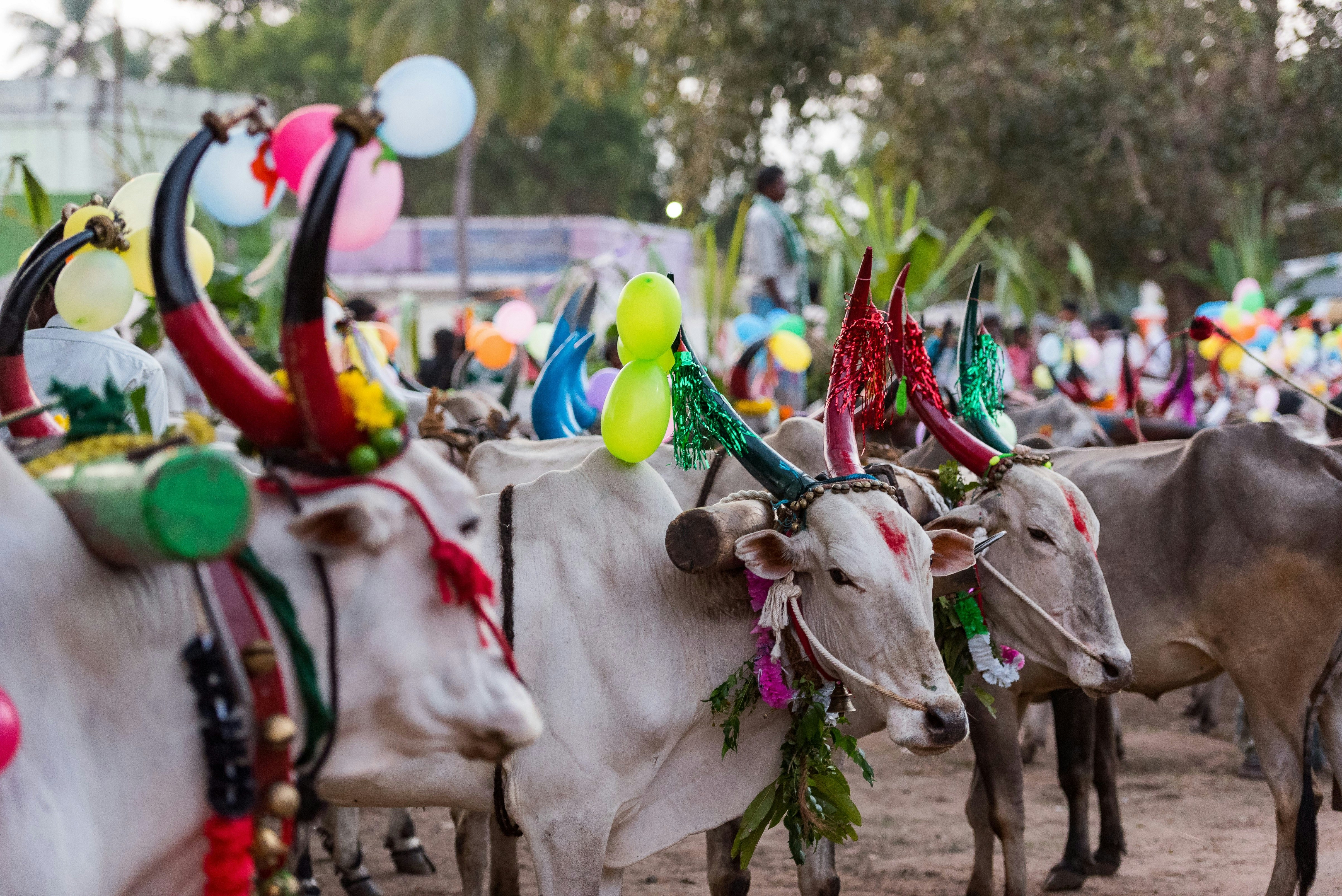 A group of white cows stand in a field, their horns have been painted and colourful ribbons are tied around their necks as part of the Pongal celebrations. 