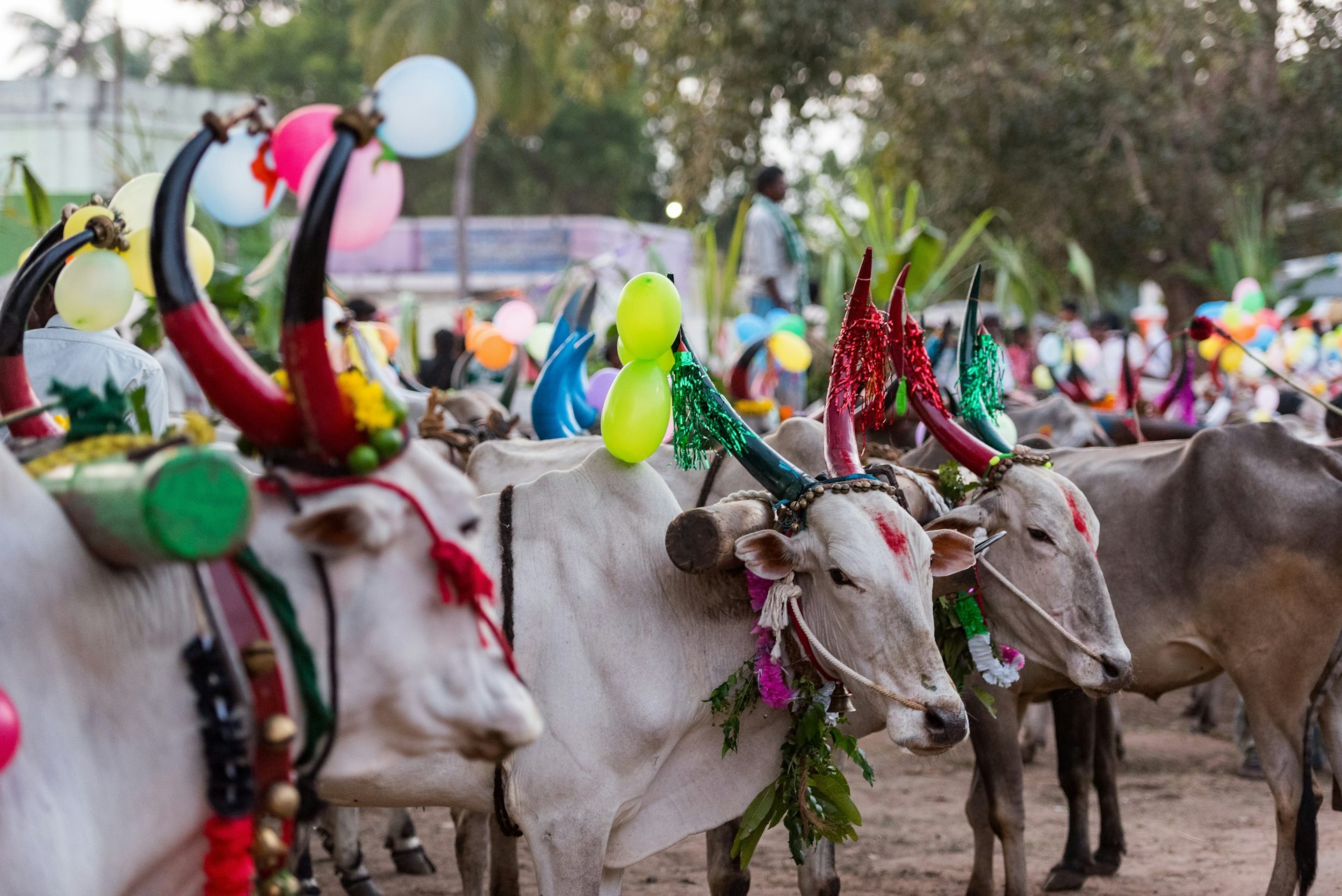 A group of white cows stand in a field, their horns have been painted and colourful ribbons are tied around their necks as part of the Pongal celebrations. 
