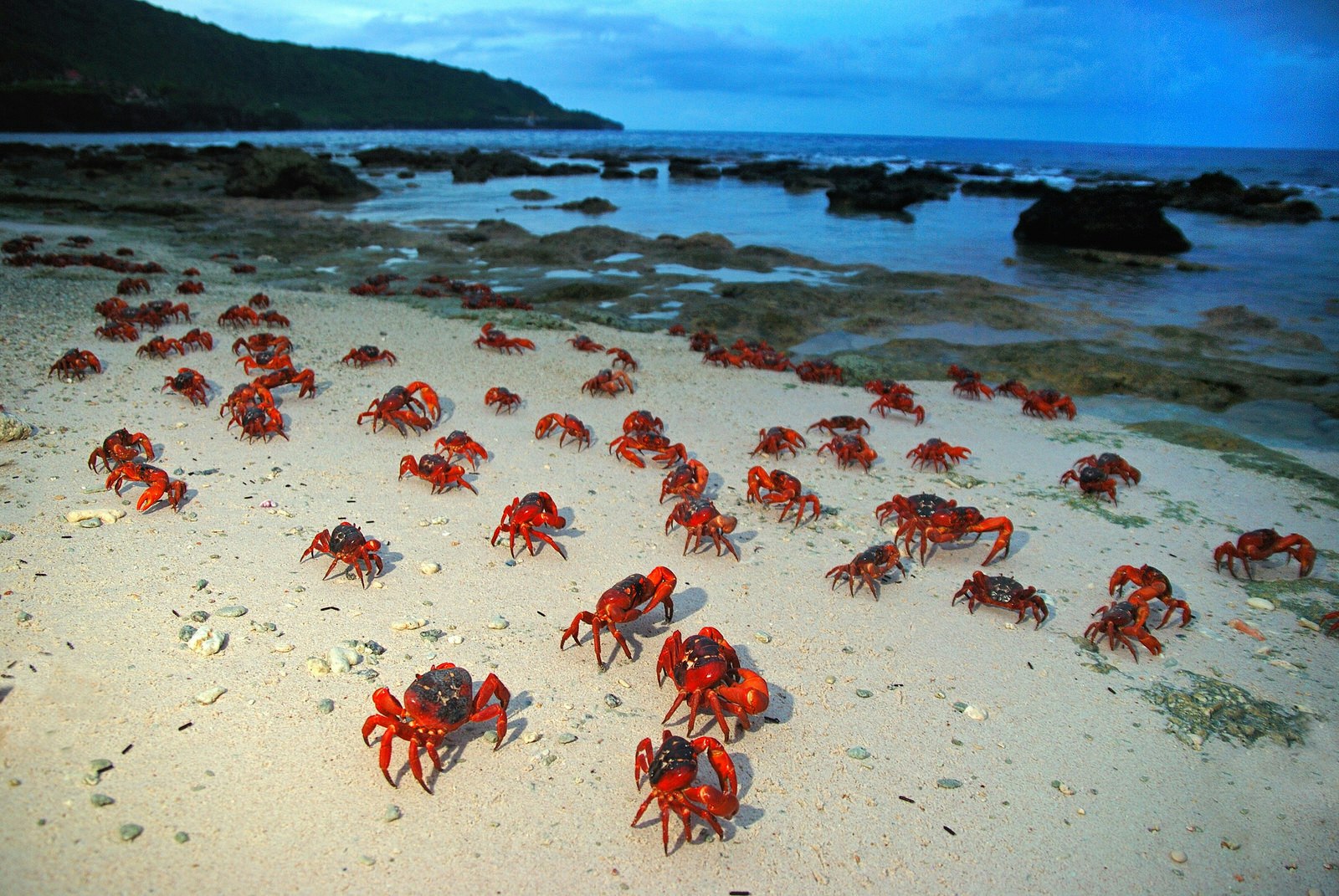 A shot of thousands of red crabs coming in from the sea onto the white sand beach of Christmas Island at nightfall