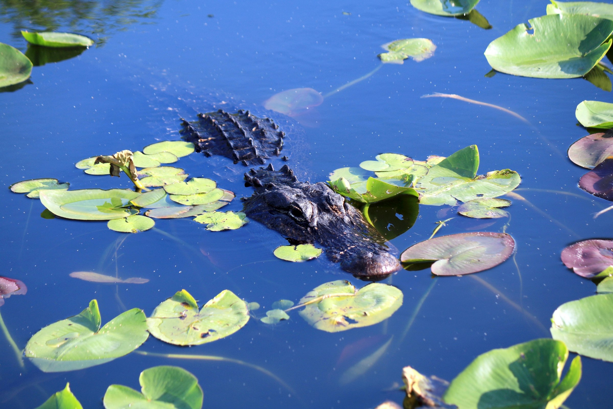 A crocodile swims among water lilies in an Anhinga trail pond at the Everglades National park..jpg