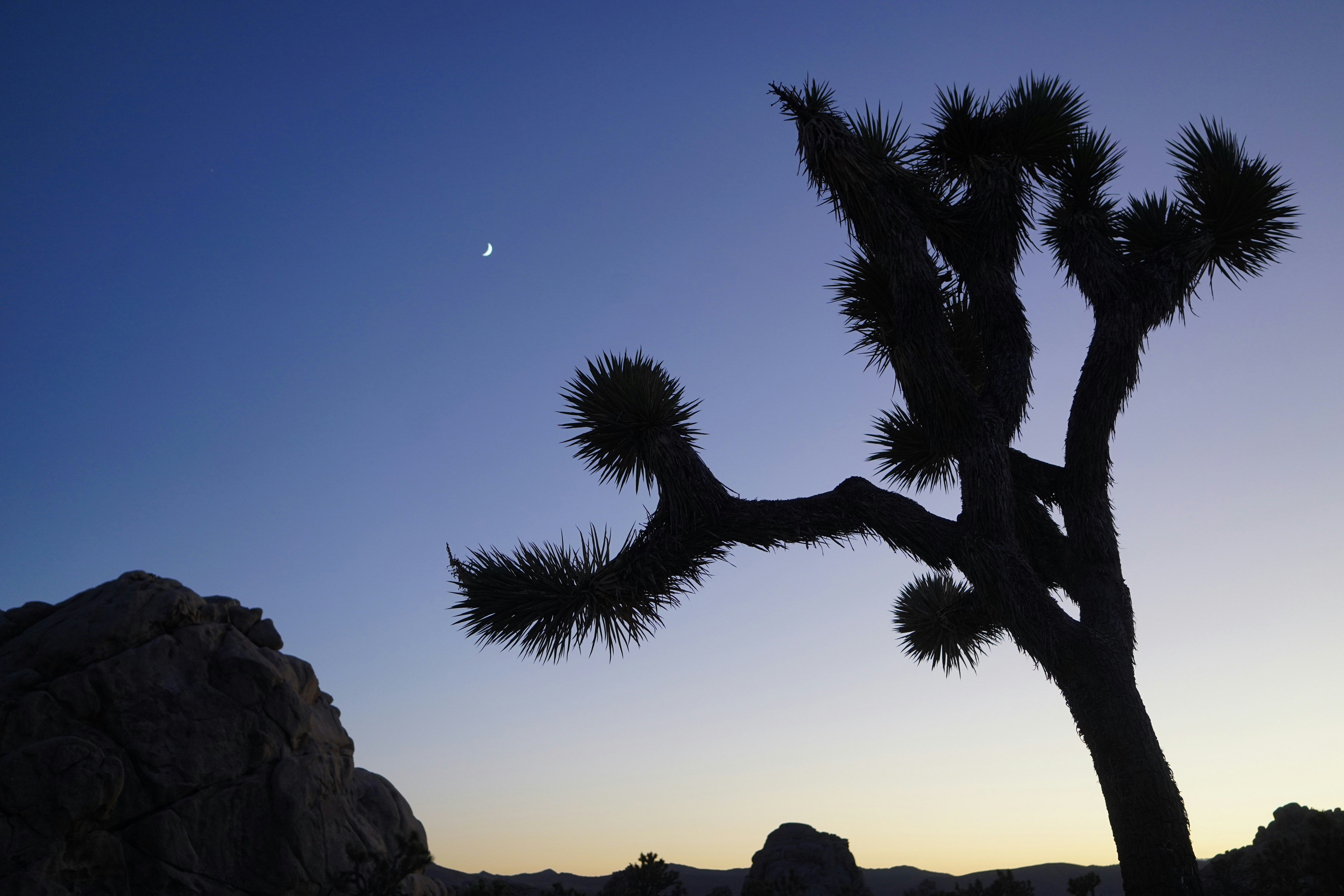 The black silhouette of a Joshua tree stands against a twilight sky that gradients from blue to yellow, with large rocks framing the tree in the composition