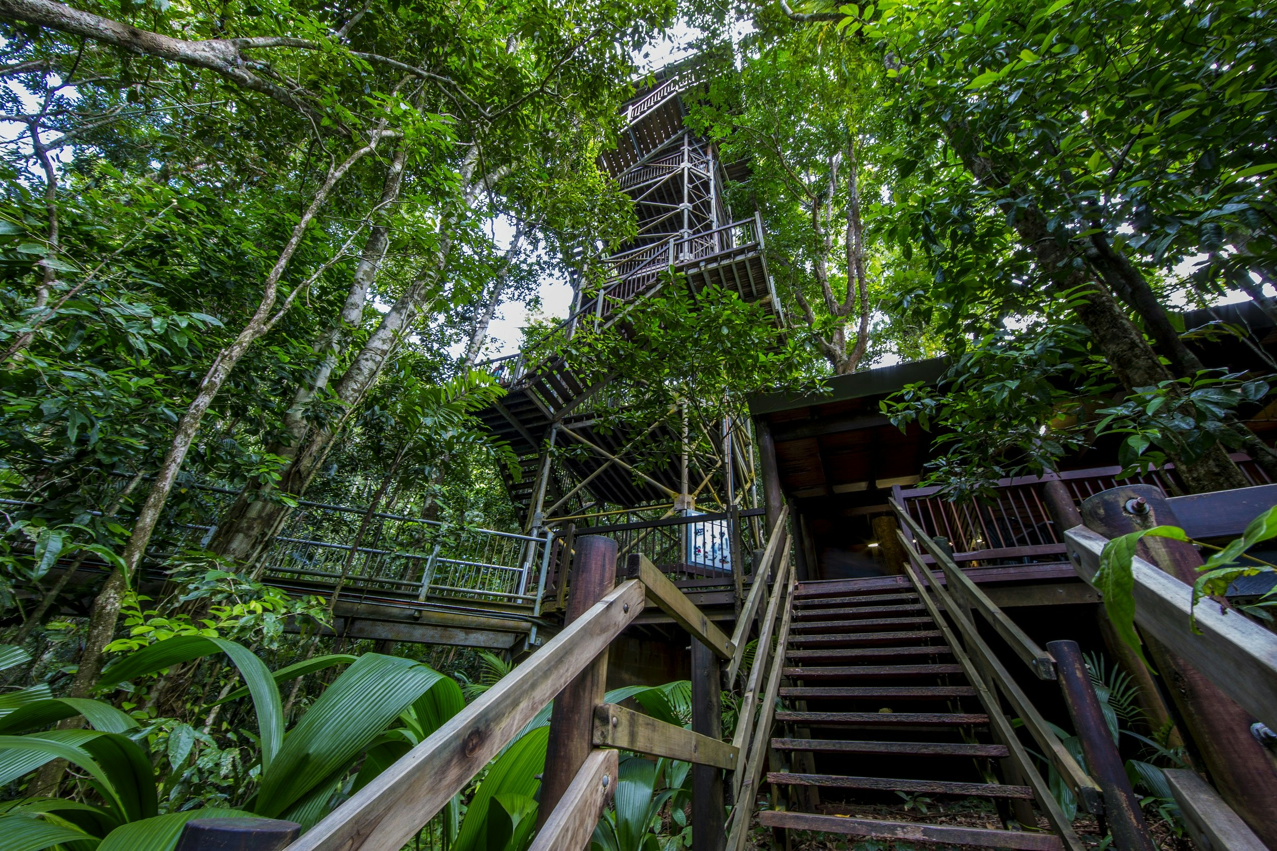 Wooden steps lead up through the forest to the bottom of a tower, which has a set of zigzagging steps that climb to the tree tops.