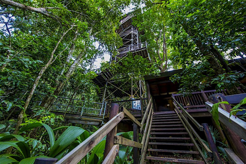 Wooden steps lead up through the forest to the bottom of a tower, which has a set of zigzagging steps that climb to the tree tops.