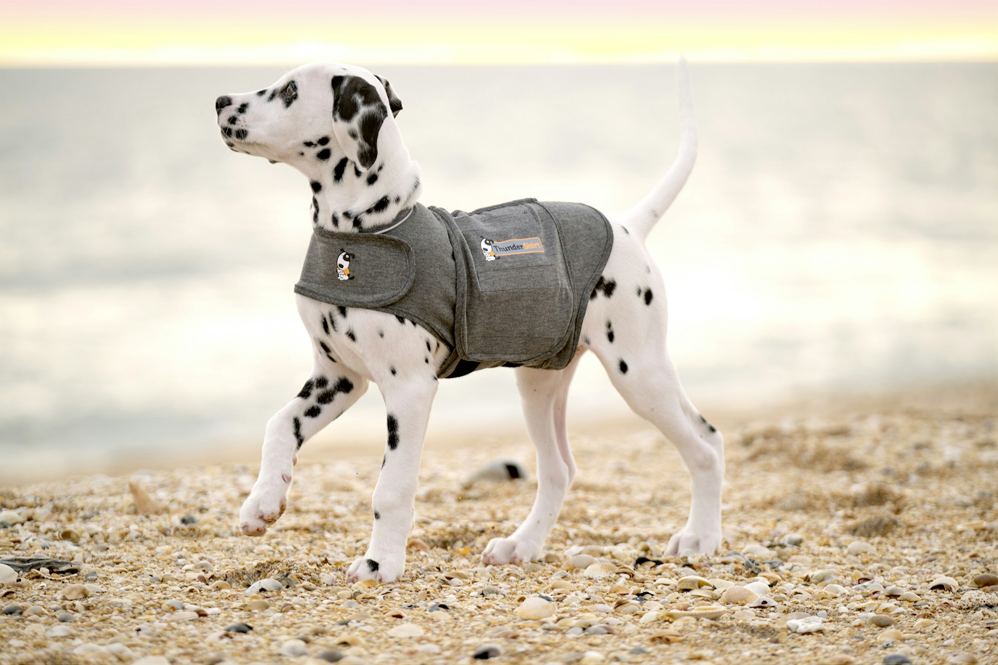 A dalmatian on a beach wearing a ThunderShirt