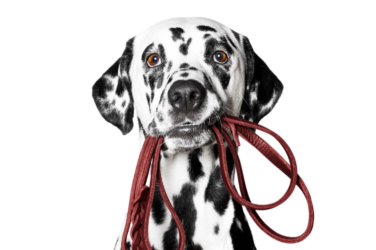 Dalmatian with red leash in its mouth
