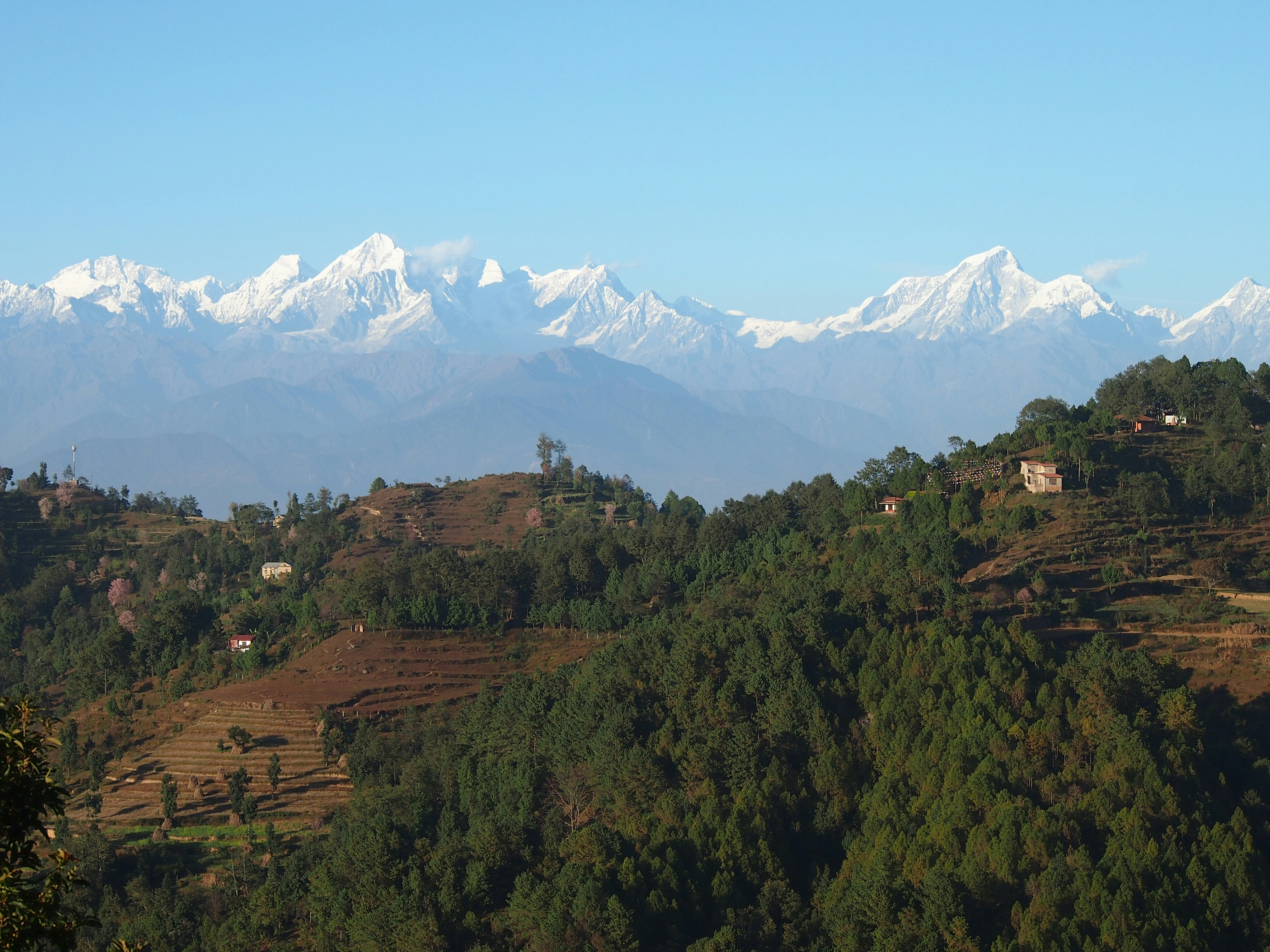 The Himalayas are visible behind a forest of trees on top of brown soil. The sky is clear, and the mountain's snowy peaks are visible in the daylight