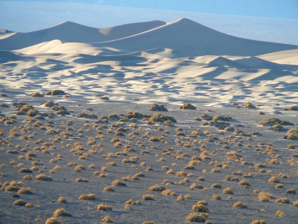Tufts of scrub grass dot the arid landscape found in Death Valley. In the background are large light-colored sand dunes.  