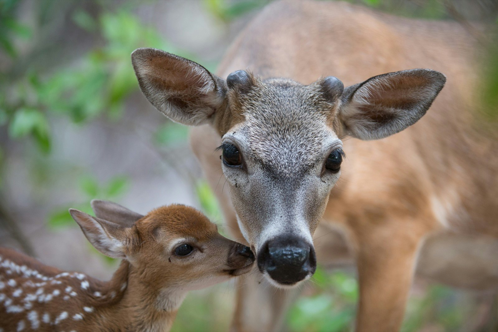A baby deer nuzzles its mother in an up close shot of their faces
