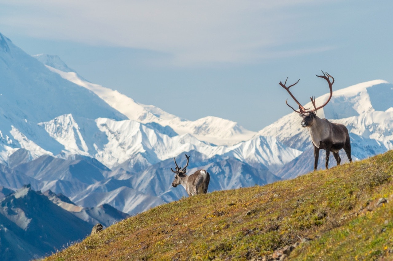 Caribou bull in front of the snow-capped Mount Denali, in Denali National Park and Preserve, Alaska