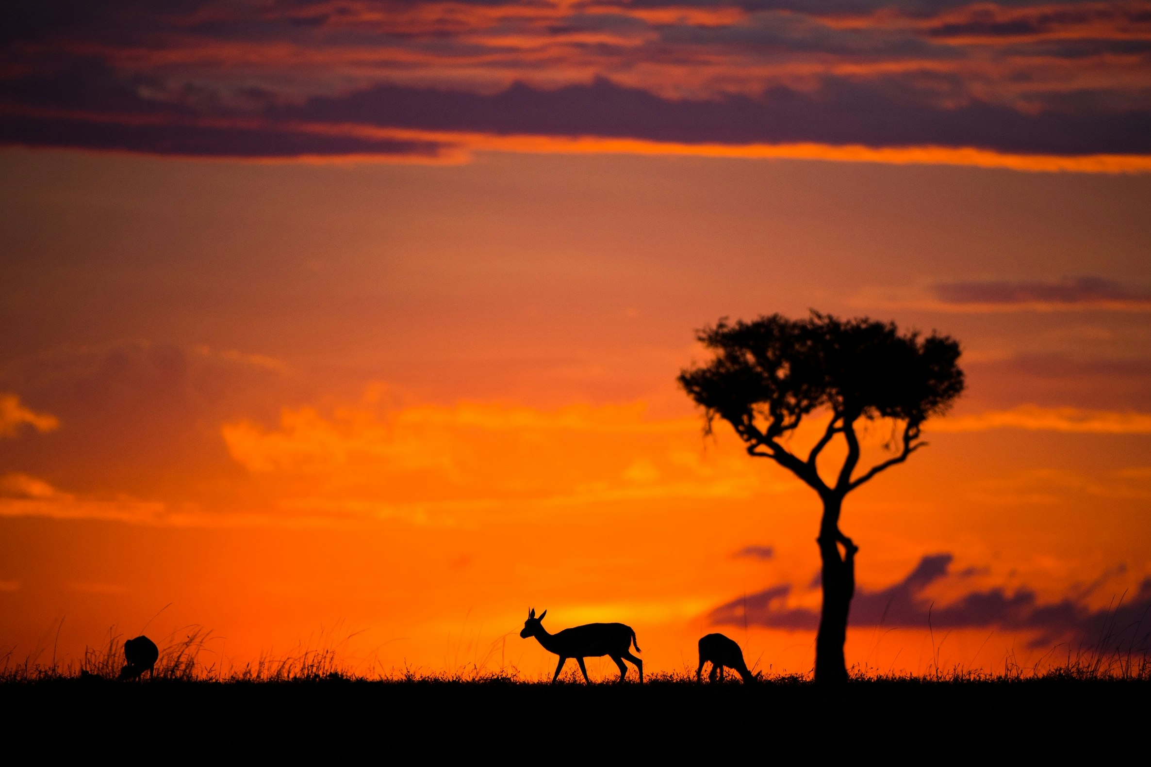 Wildlife photographer captures images of zebra in the twilight light