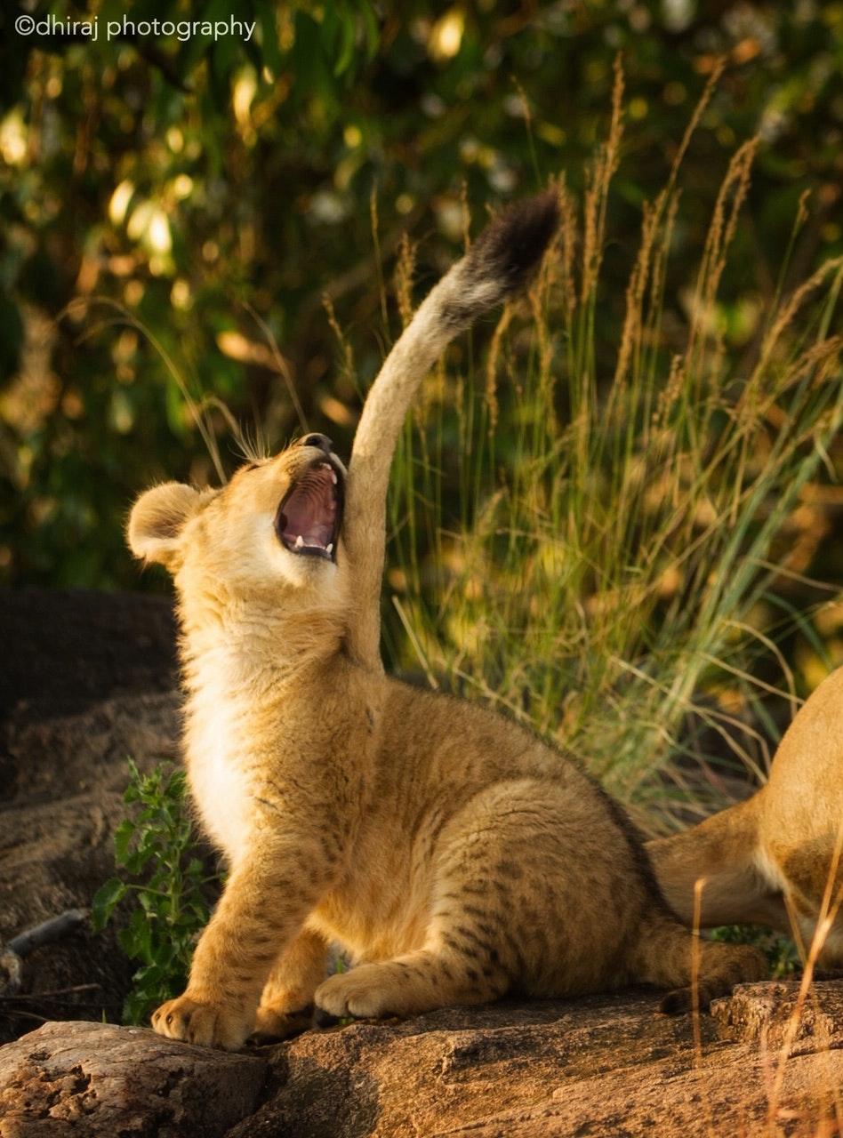 Leopard cub yawning