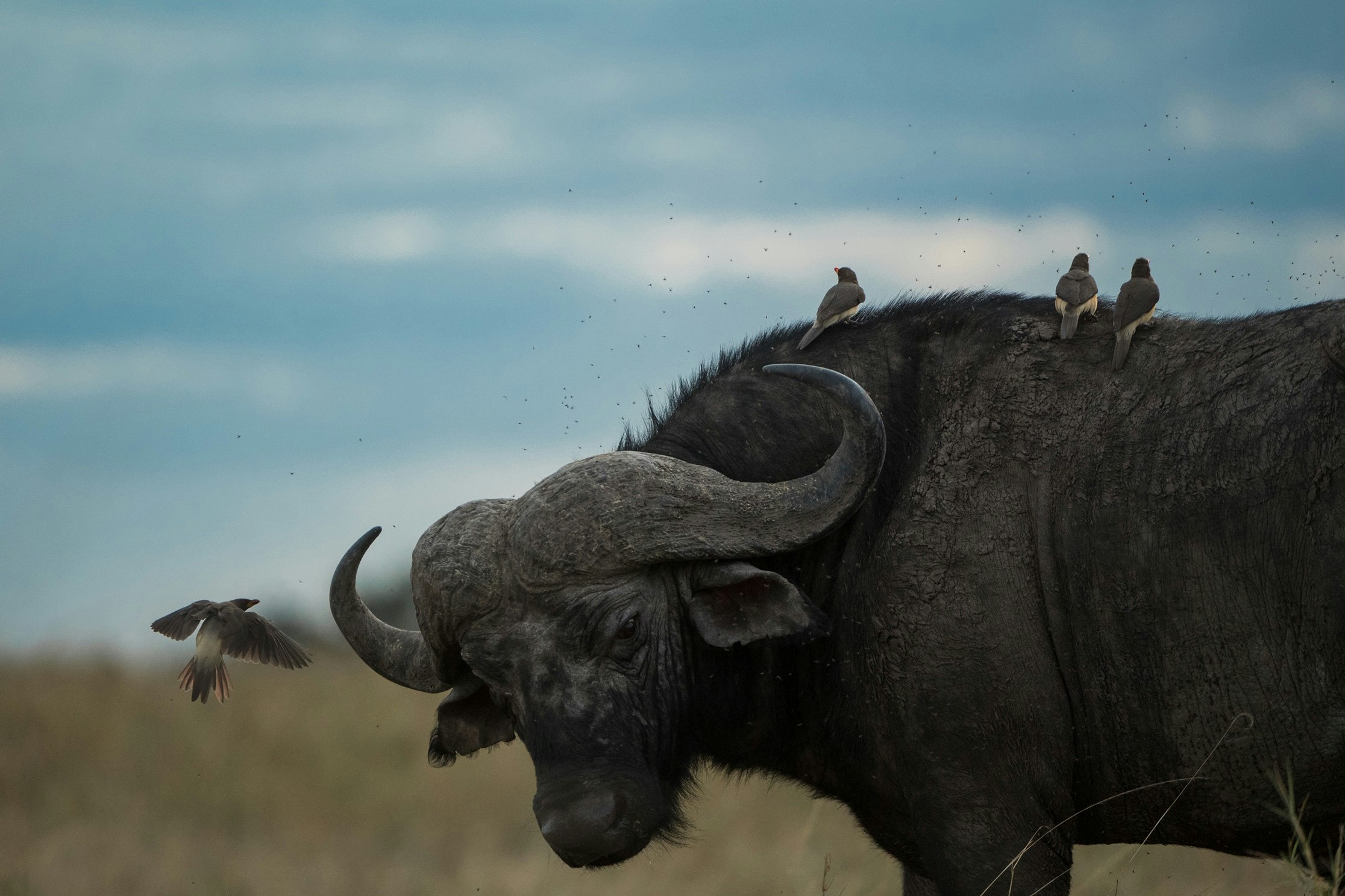 Birds hitch a ride on the back of a buffalo