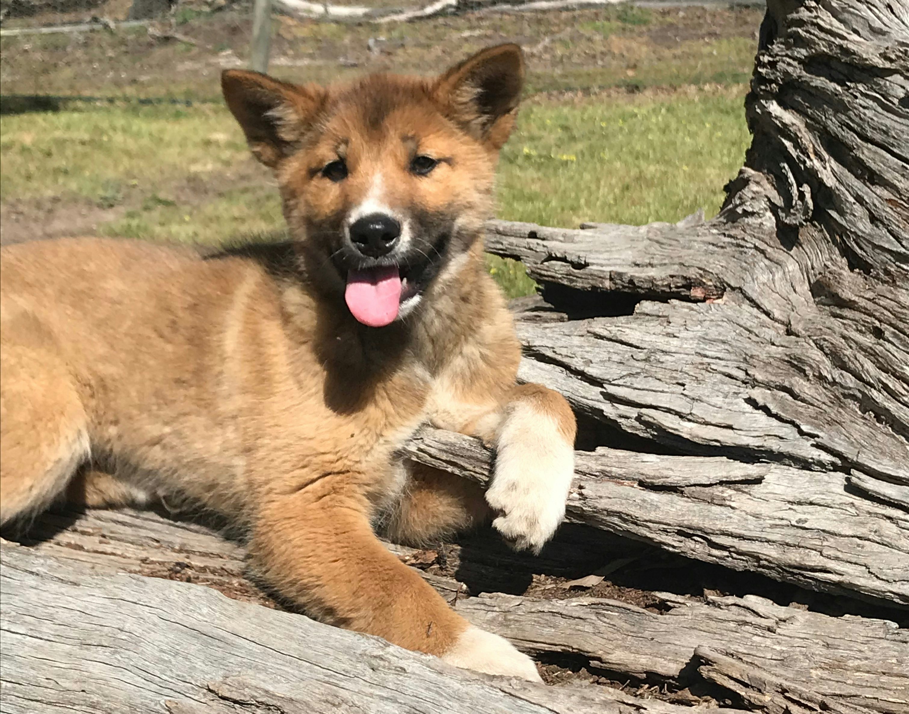 Wandi the little dingo pup in a dingo sanctuary