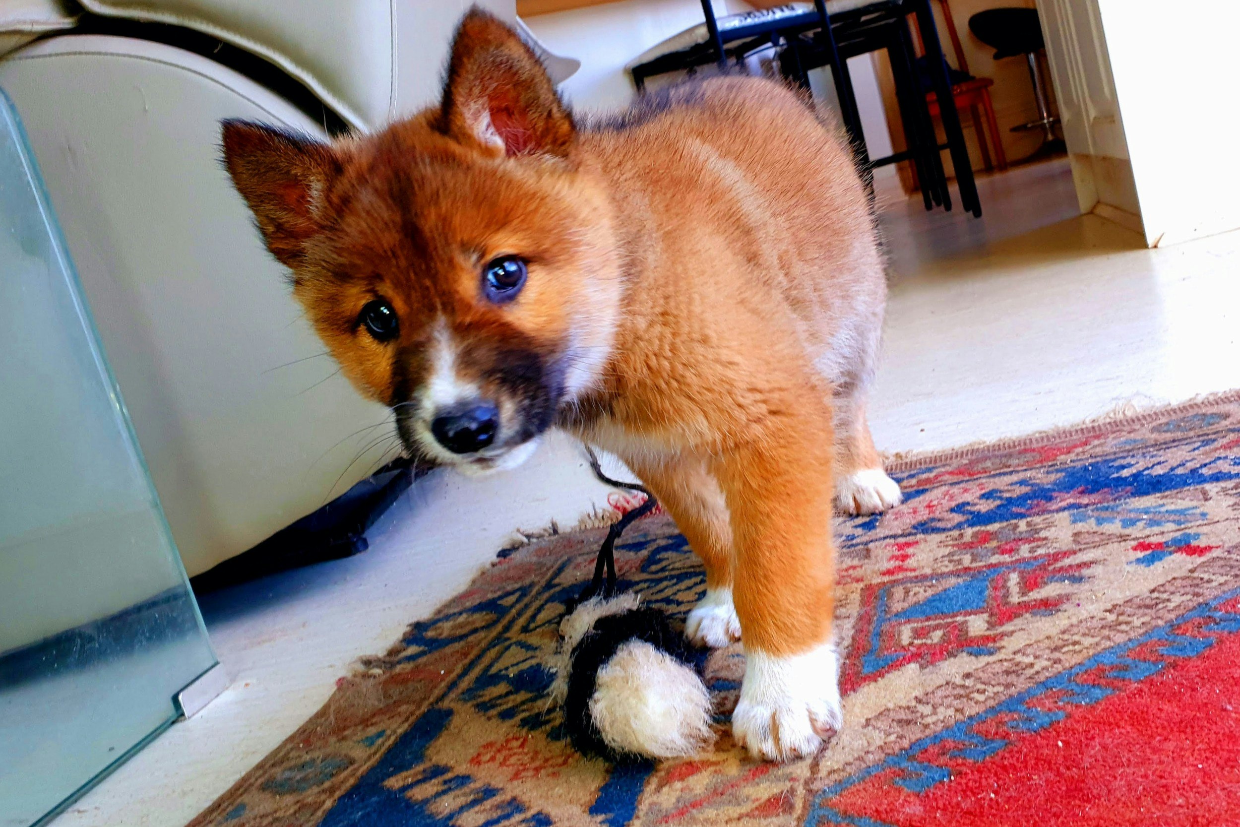 Wandi the little dingo pup that was found in Australia