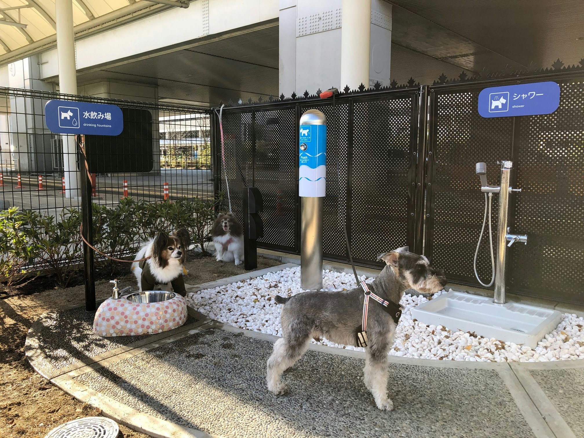 Dog Toilet Japan
