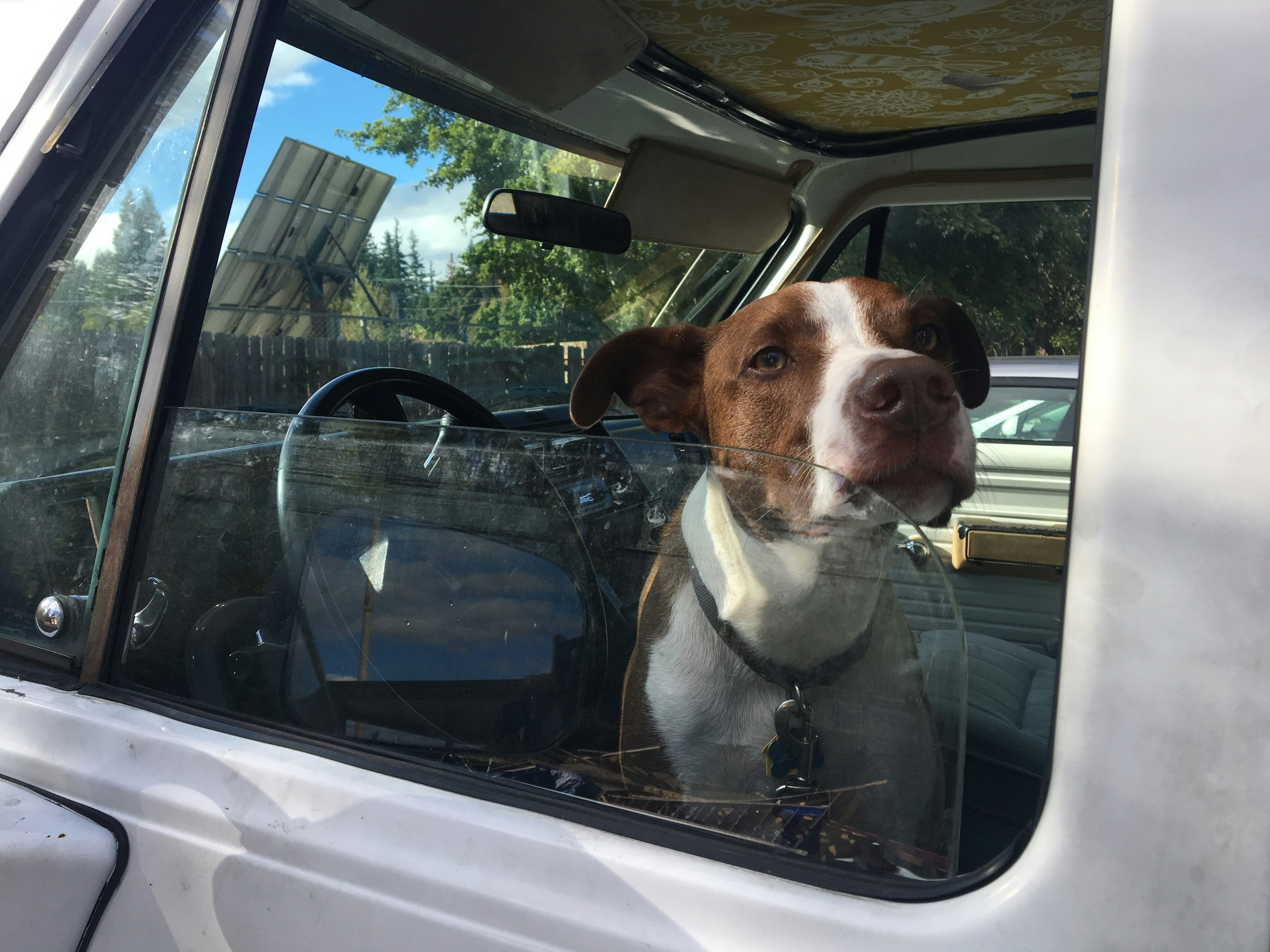 A brown and white dog with a leash clipped to his collar peers out the window of a white van outfitted for camping. In the background, two sedan cars are parked, and a solar panel sits behind a chainlink fence.