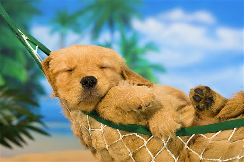 A cute dog sleeping in a hammock