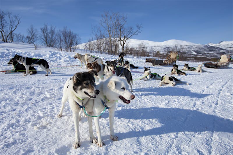 A group of dogs, some standing, others laying on the snow-covered field look around while still attached to an empty sled in the background