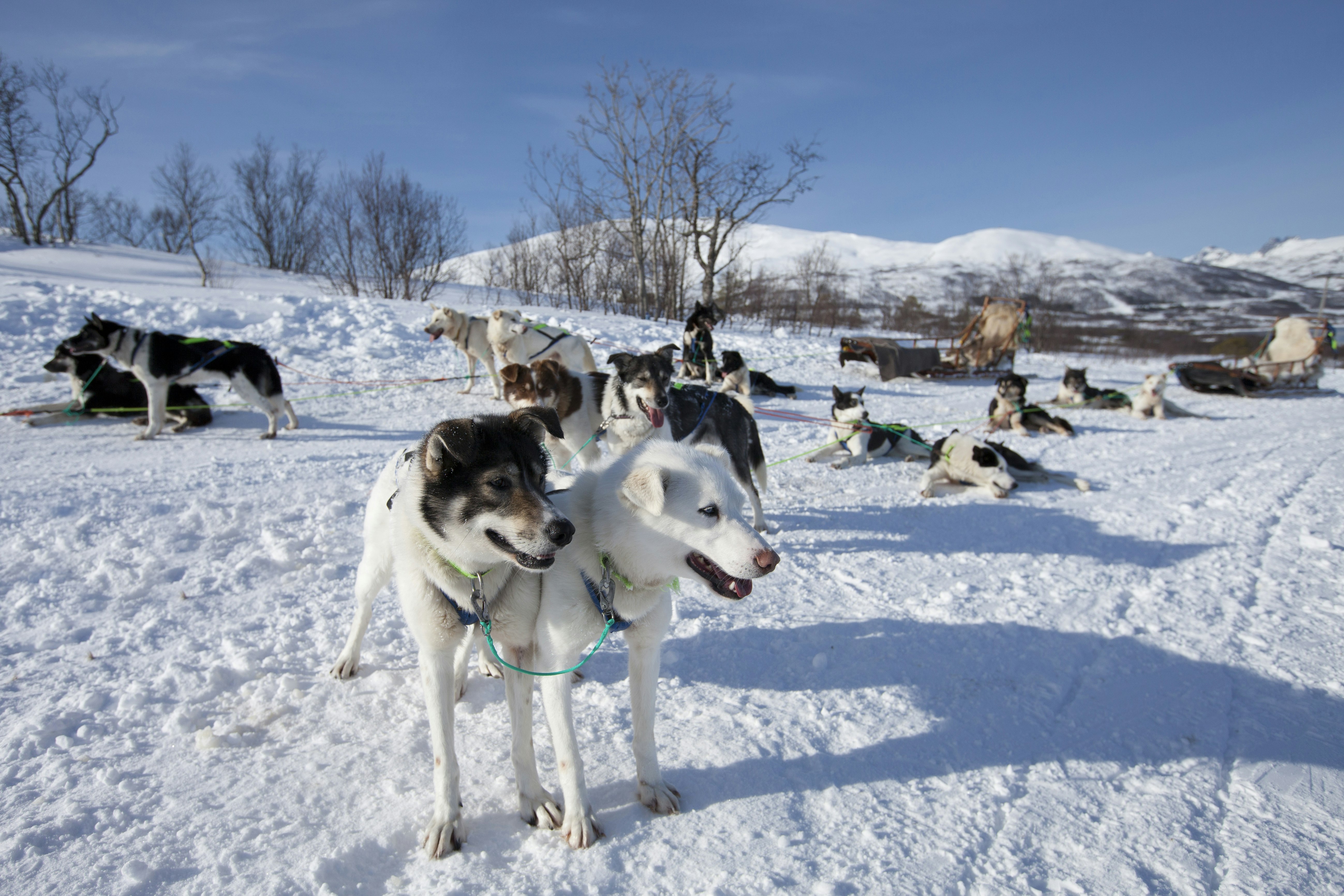 A group of dogs, some standing, others laying on the snow-covered field look around while still attached to an empty sled in the background