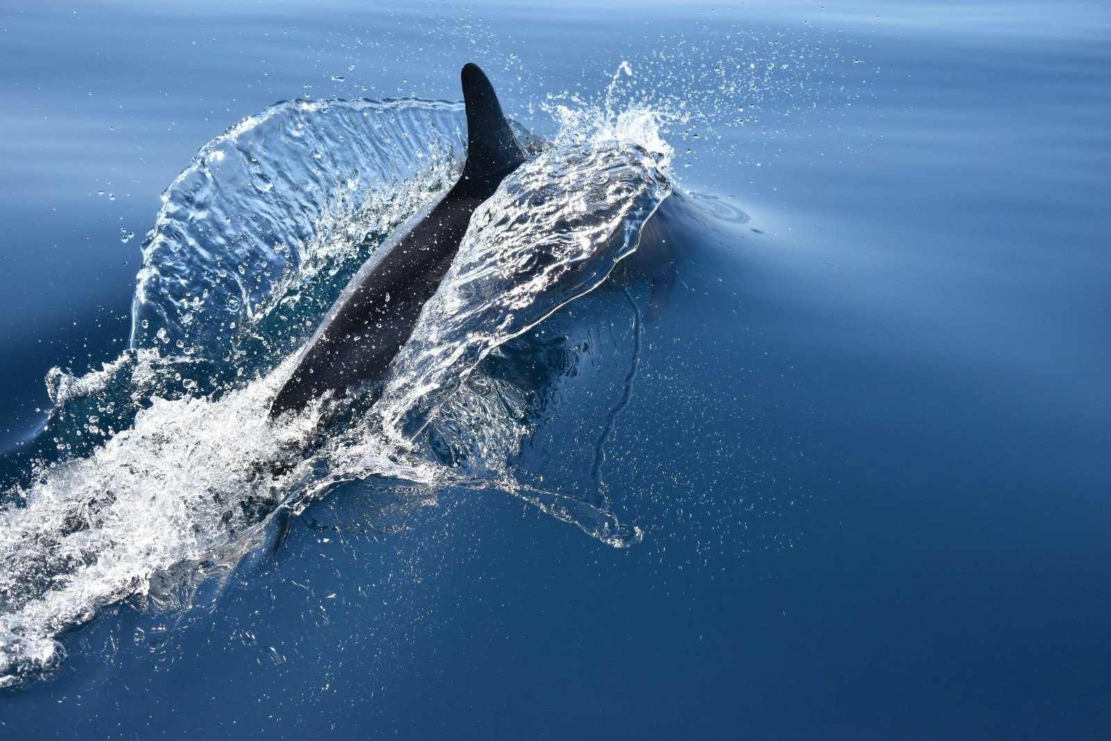 A dolphin's fin breaches the water