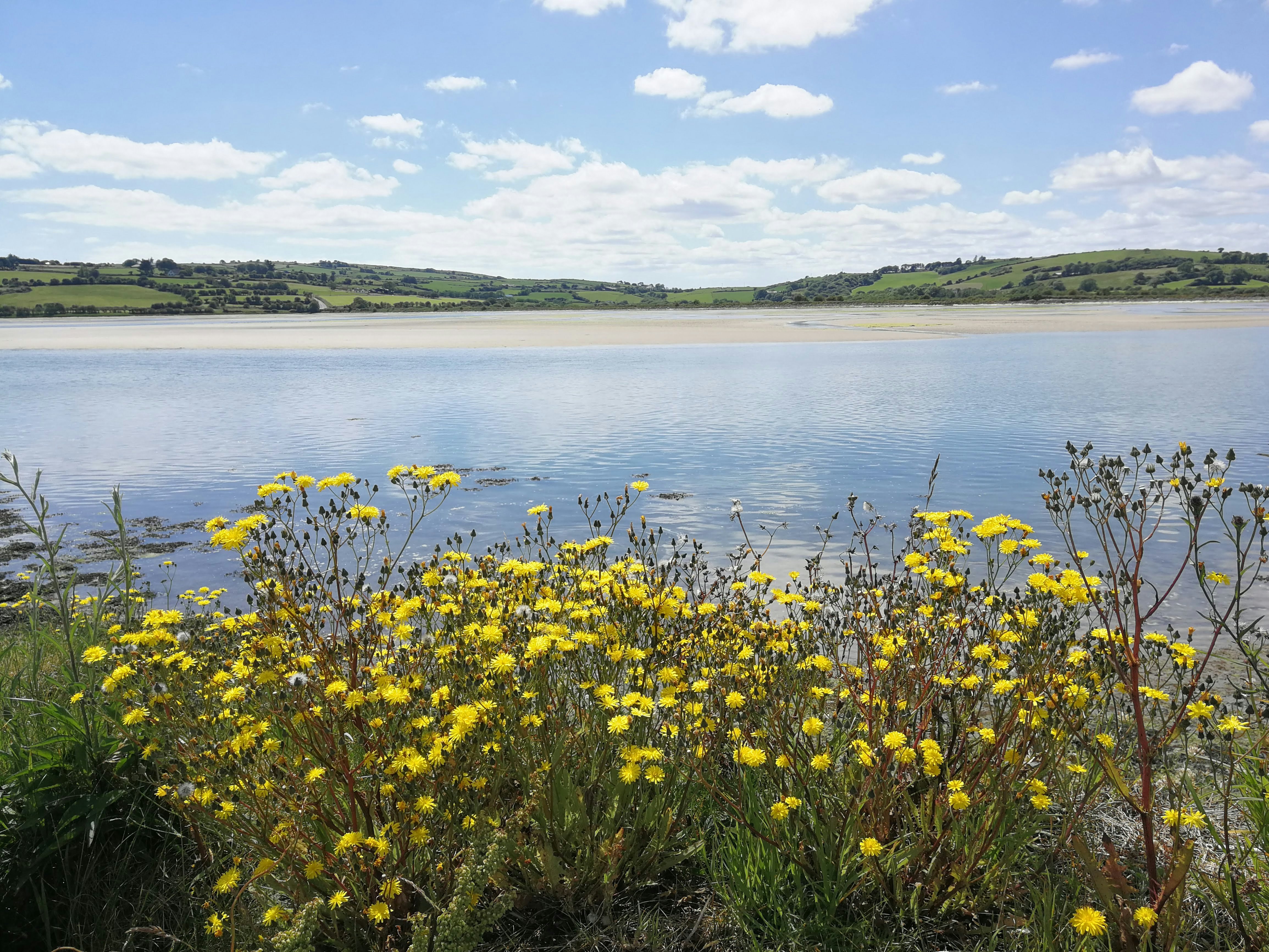 A tranquil view of a calm body of water on a bright day. In the distance is a pale sandy beach with a backdrop of rolling green hills; in the foreground is a large patch of bright yellow dandelions.