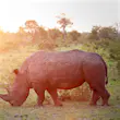 A rhino grazes in Sabi Sands Game Reserve