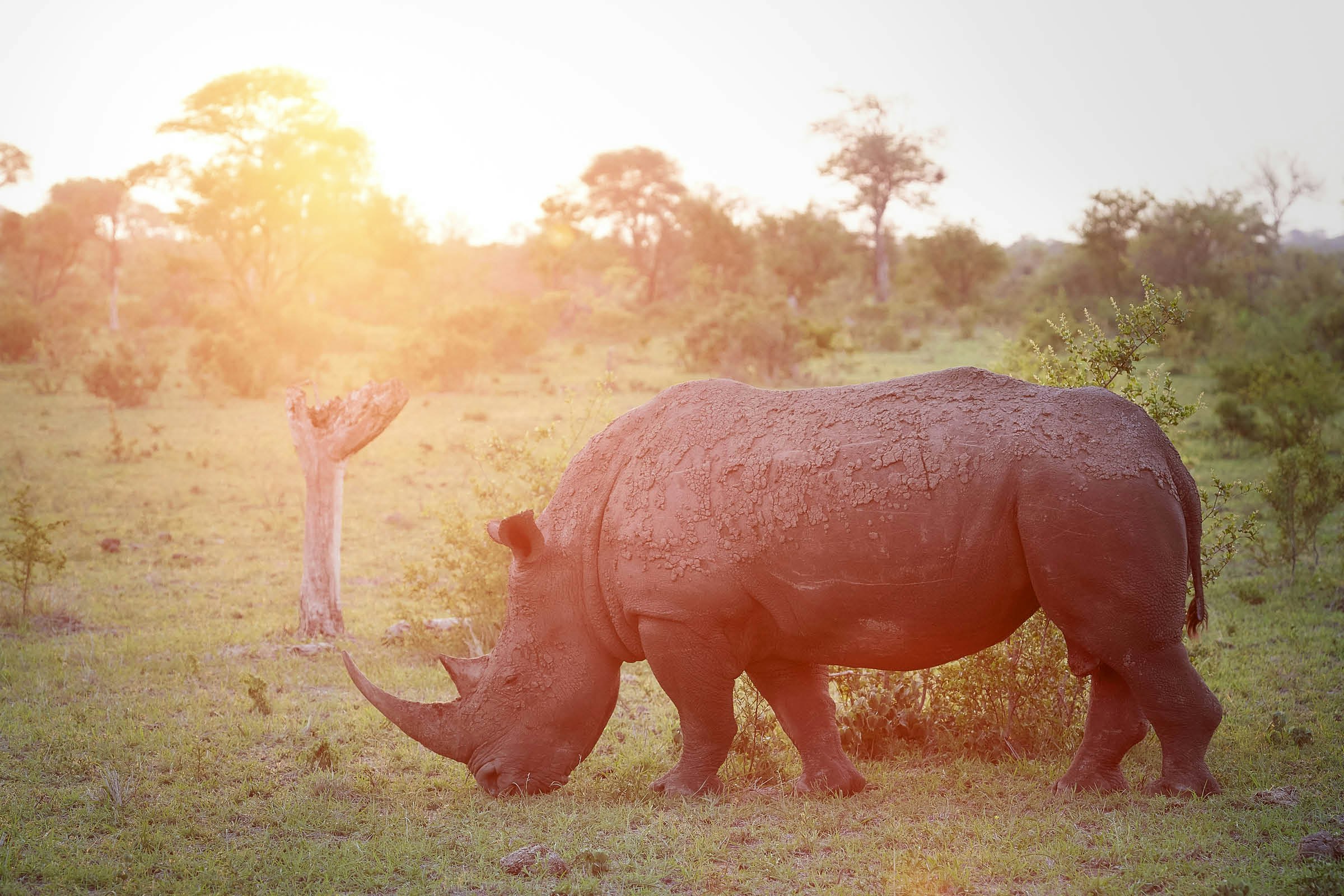 A rhino grazes in Sabi Sands Game Reserve