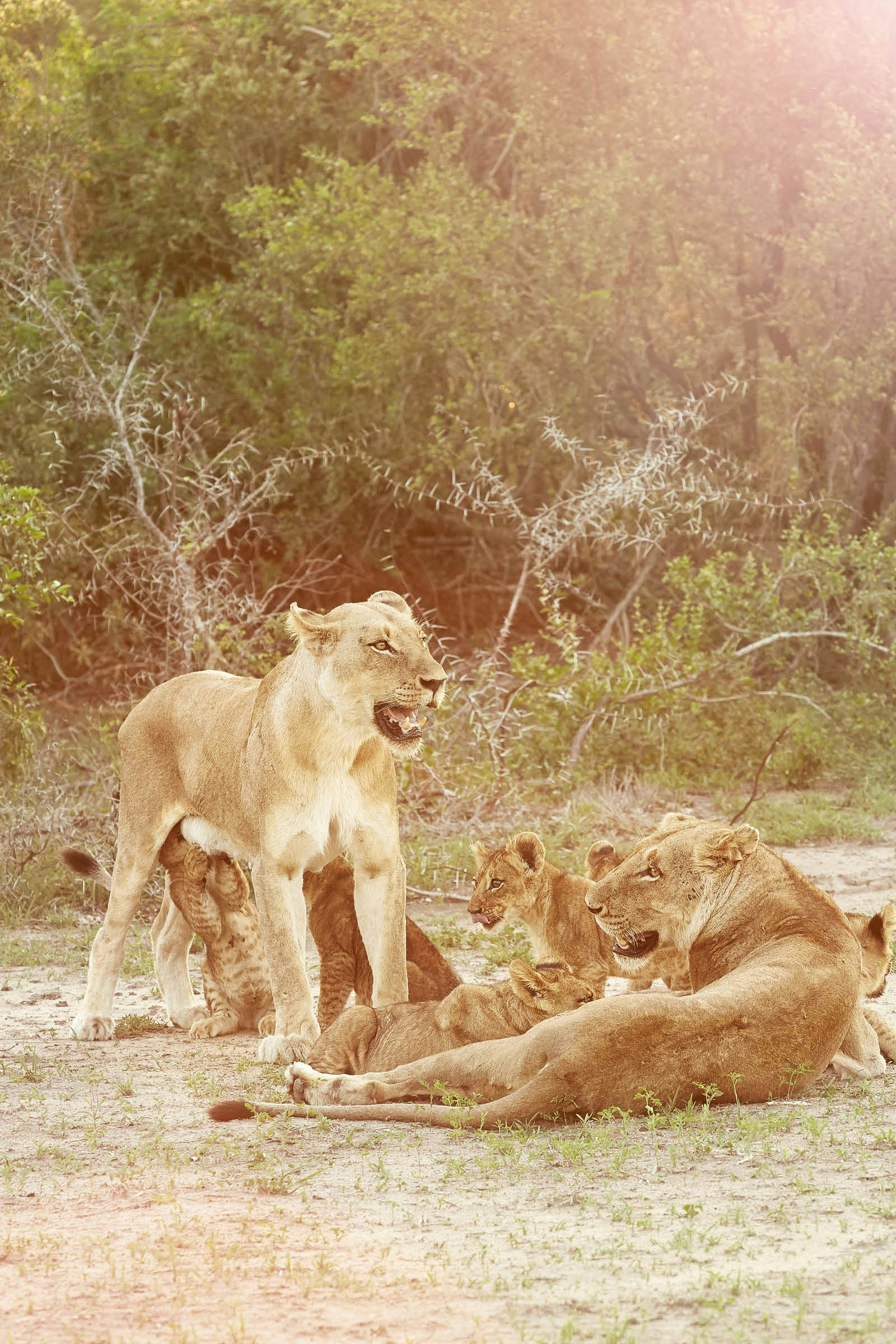 Two adult lions and six cubs at rest in Sabi Sands Game Reserve
