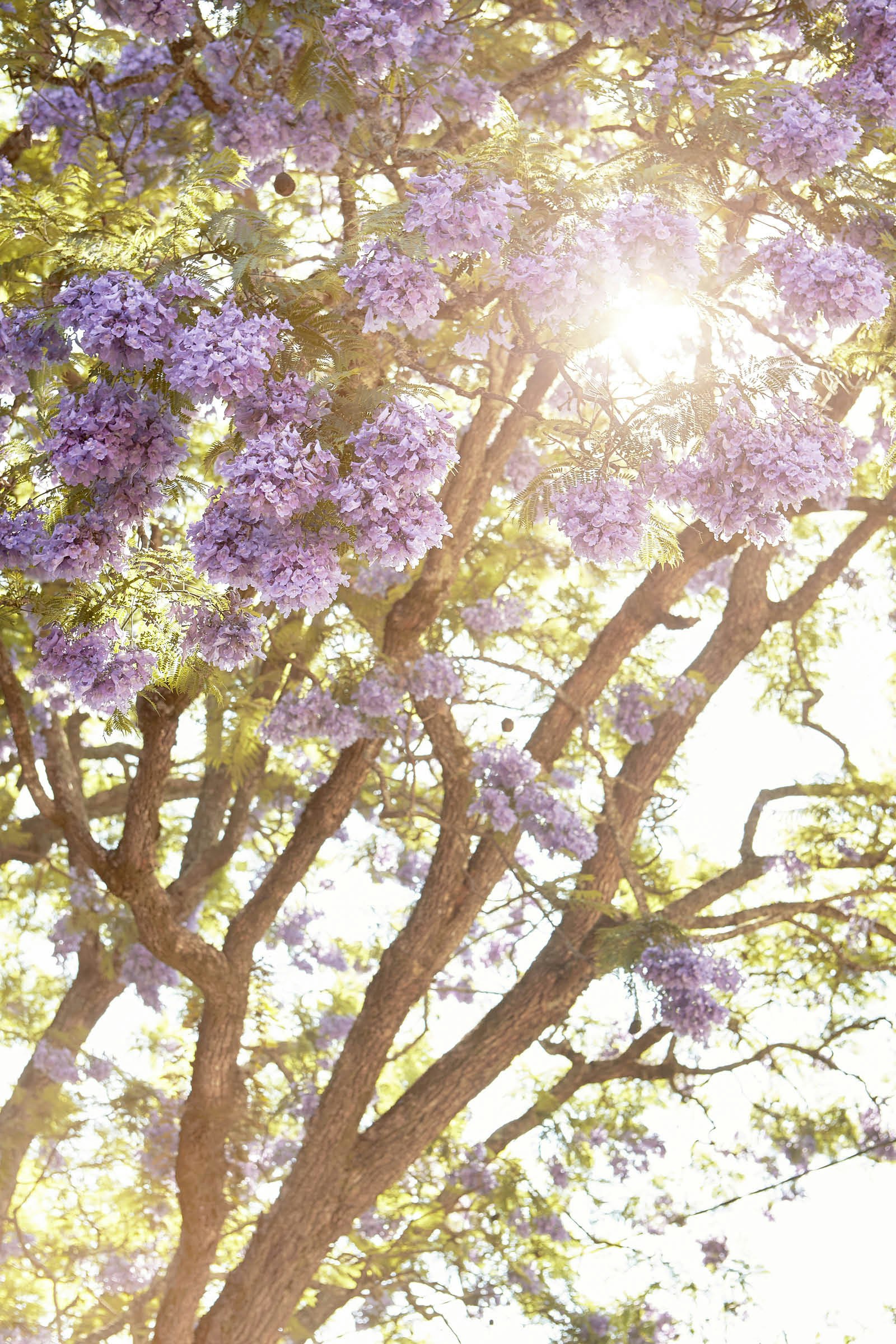 Purple-blossomed jacaranda trees in Pilgrim’s Rest