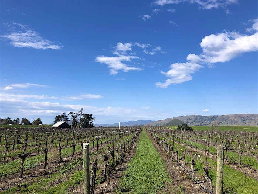 In the distance, blue and brown mountains roll diagonally over the landscape, stopping the long rows of vineyards that go straight out from the viewer's vantage point. The vines are bare with strips of grass between teh rows. To the left is the light roof of a low A frame farm structure.