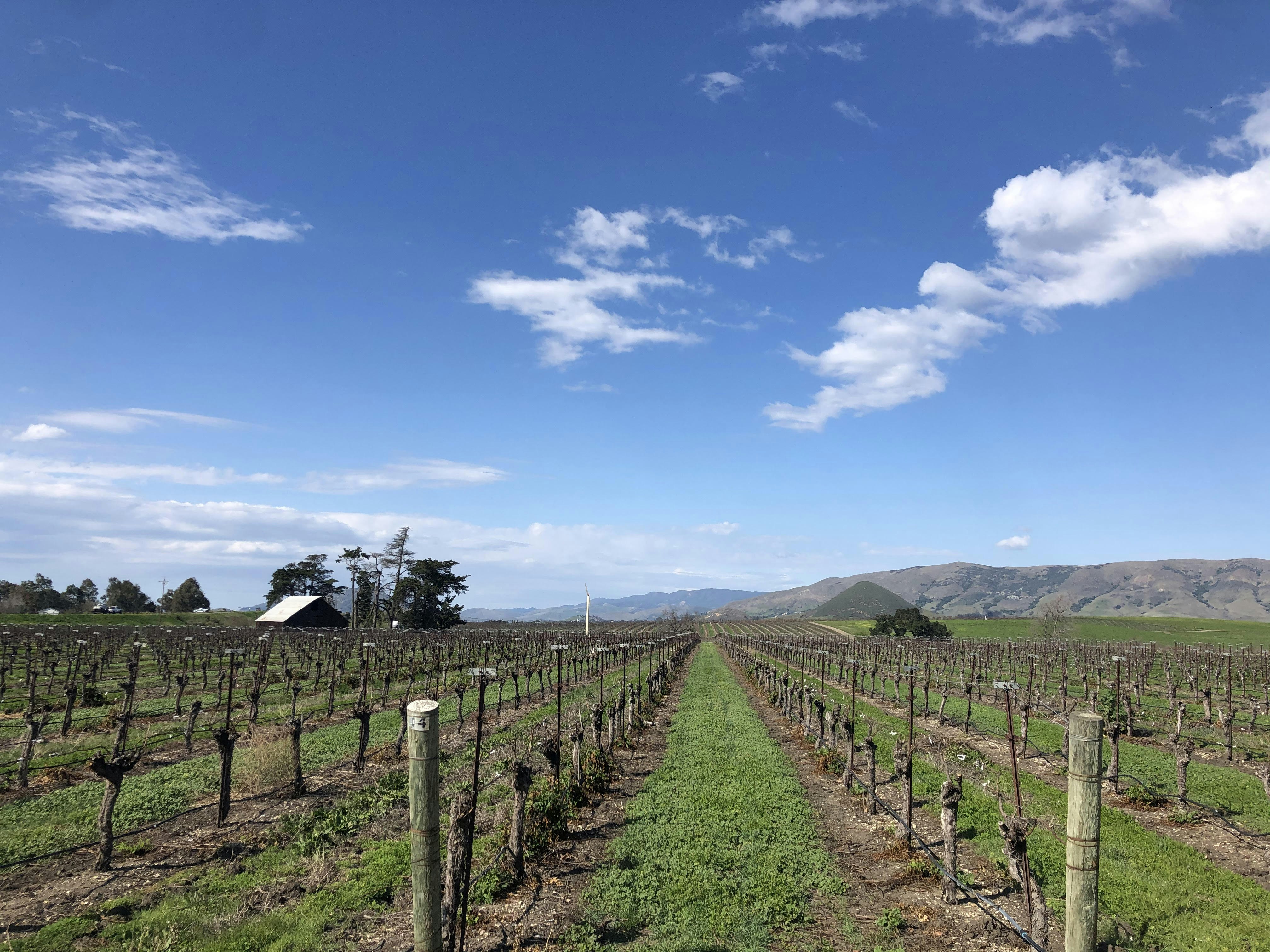 In the distance, blue and brown mountains roll diagonally over the landscape, stopping the long rows of vineyards that go straight out from the viewer's vantage point. The vines are bare with strips of grass between teh rows. To the left is the light roof of a low A frame farm structure.