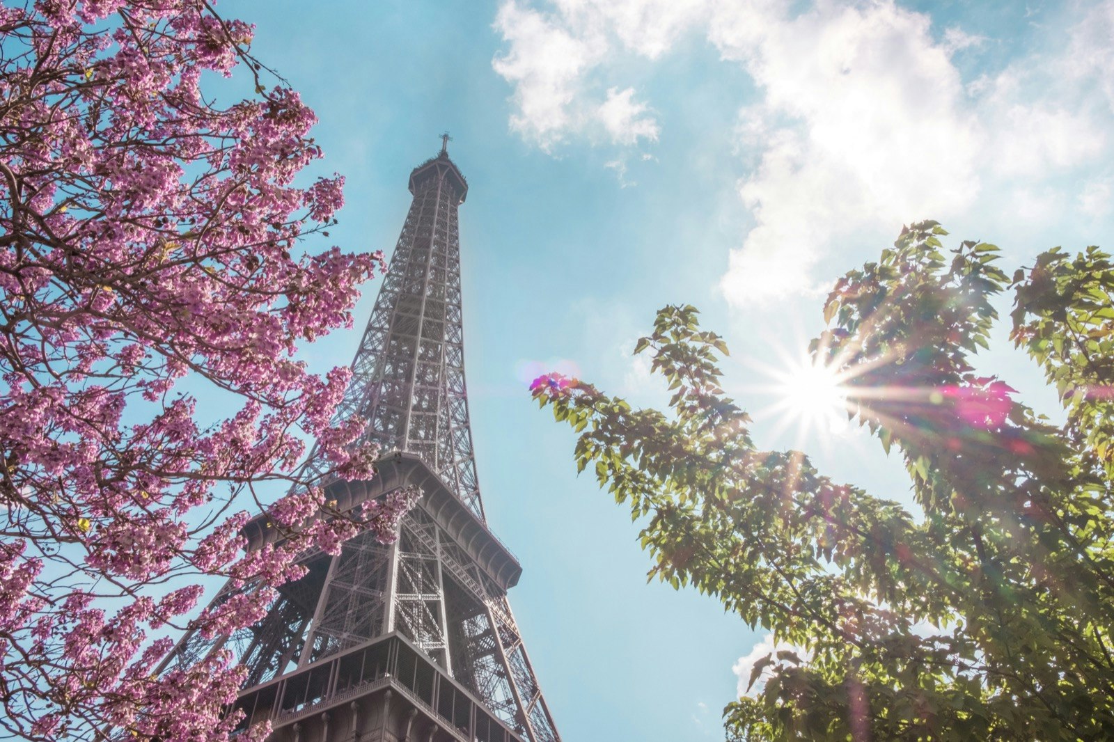Low angle shot of the Eiffel Tower against a blue sky framed with pink flowering trees