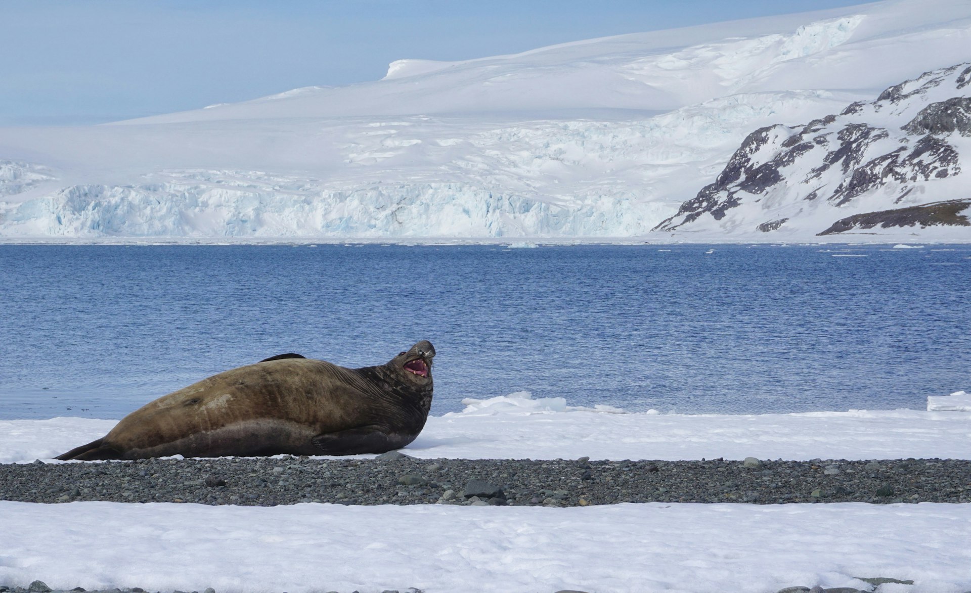 An elephant seal models for tourists on the first ever hybrid powered cruise to Antarctica