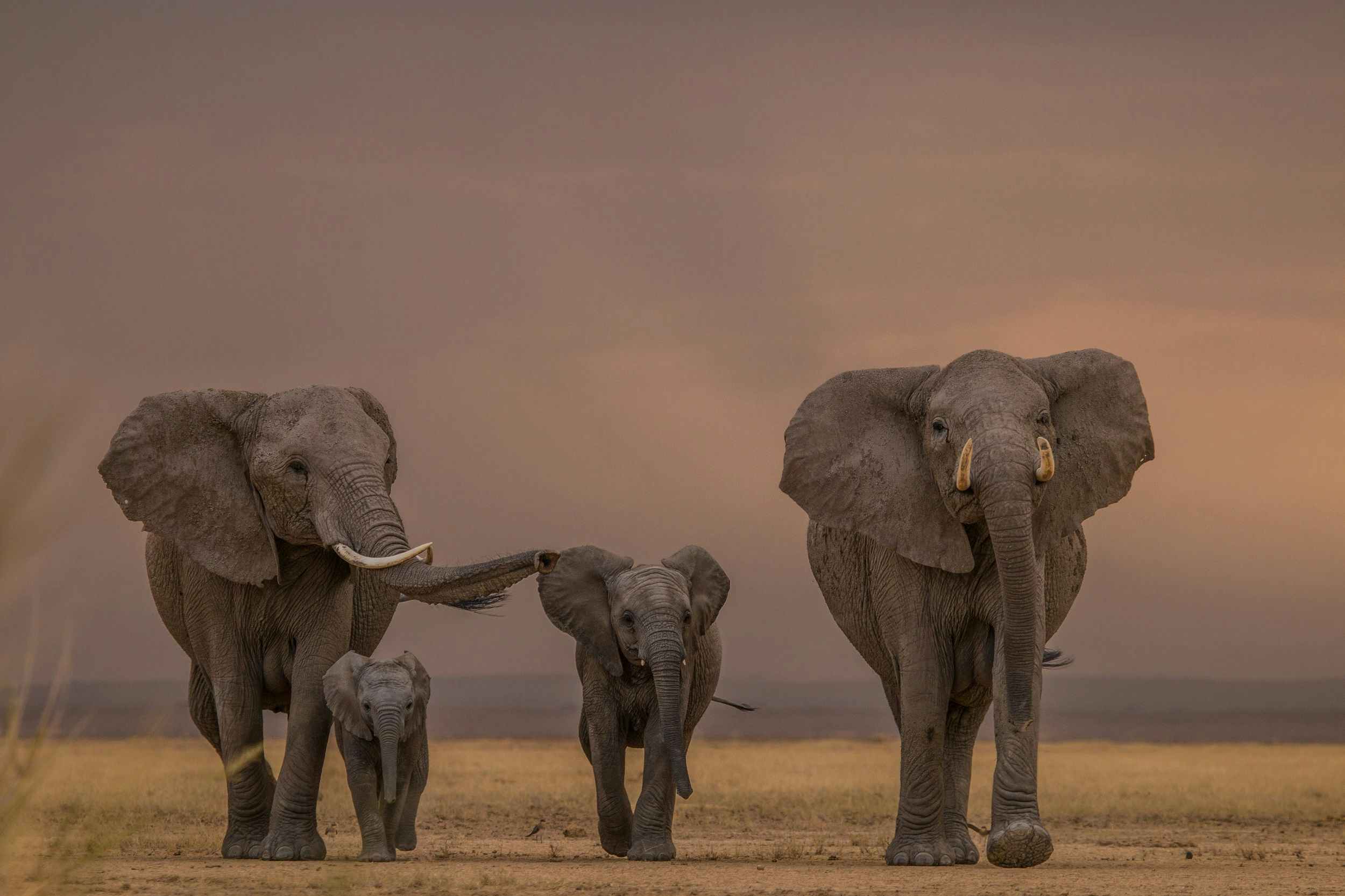Whether little or large, elephants are one of the world's most iconic animals © Pieter Ras / 500px