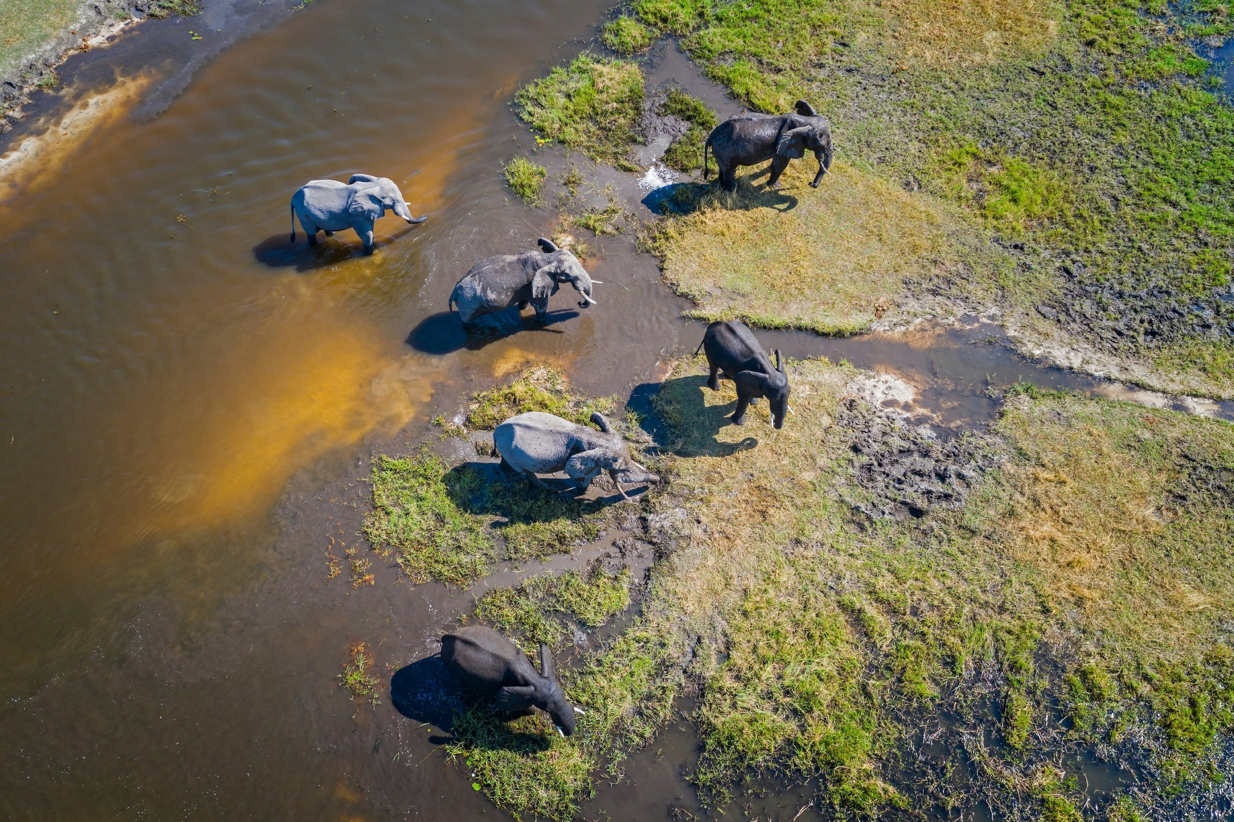 Aerial view of a group of African elephants in Okavango Delta.jpg