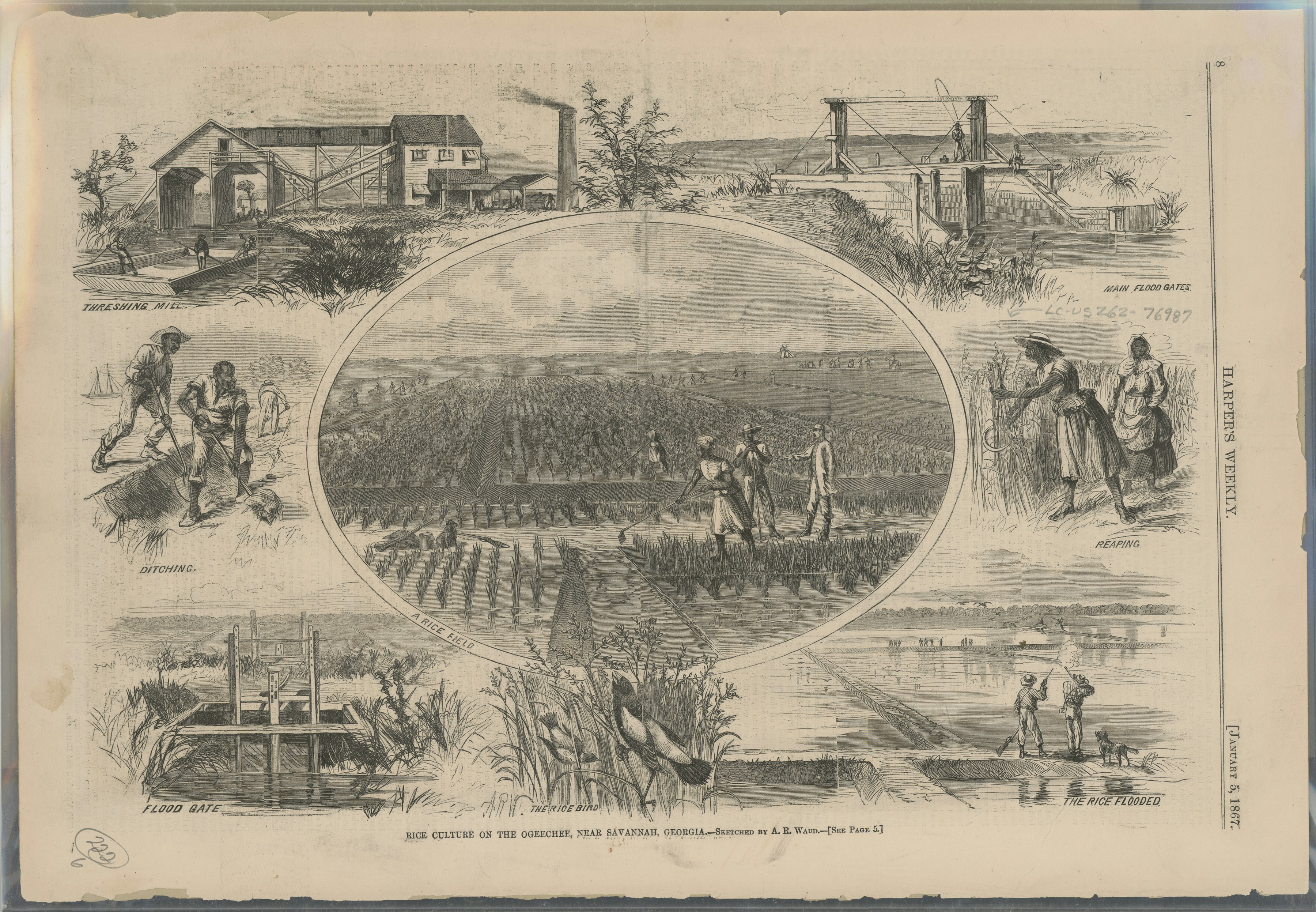 An illustration from the January 5, 1867, edition of Harper's Weekly, detailing the rice culture on the Ogechee Canal near Savannah, Georgia.