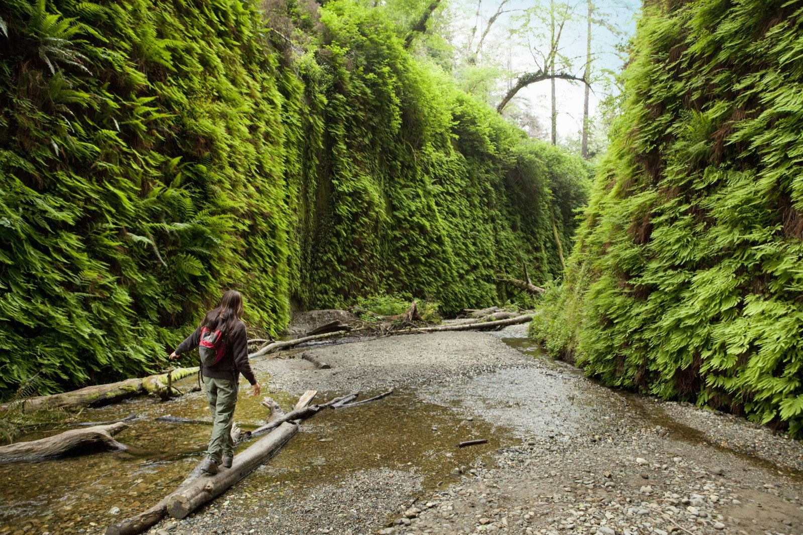 A person walks through a small canyon with walls covered in ferns; best of Humboldt County california
