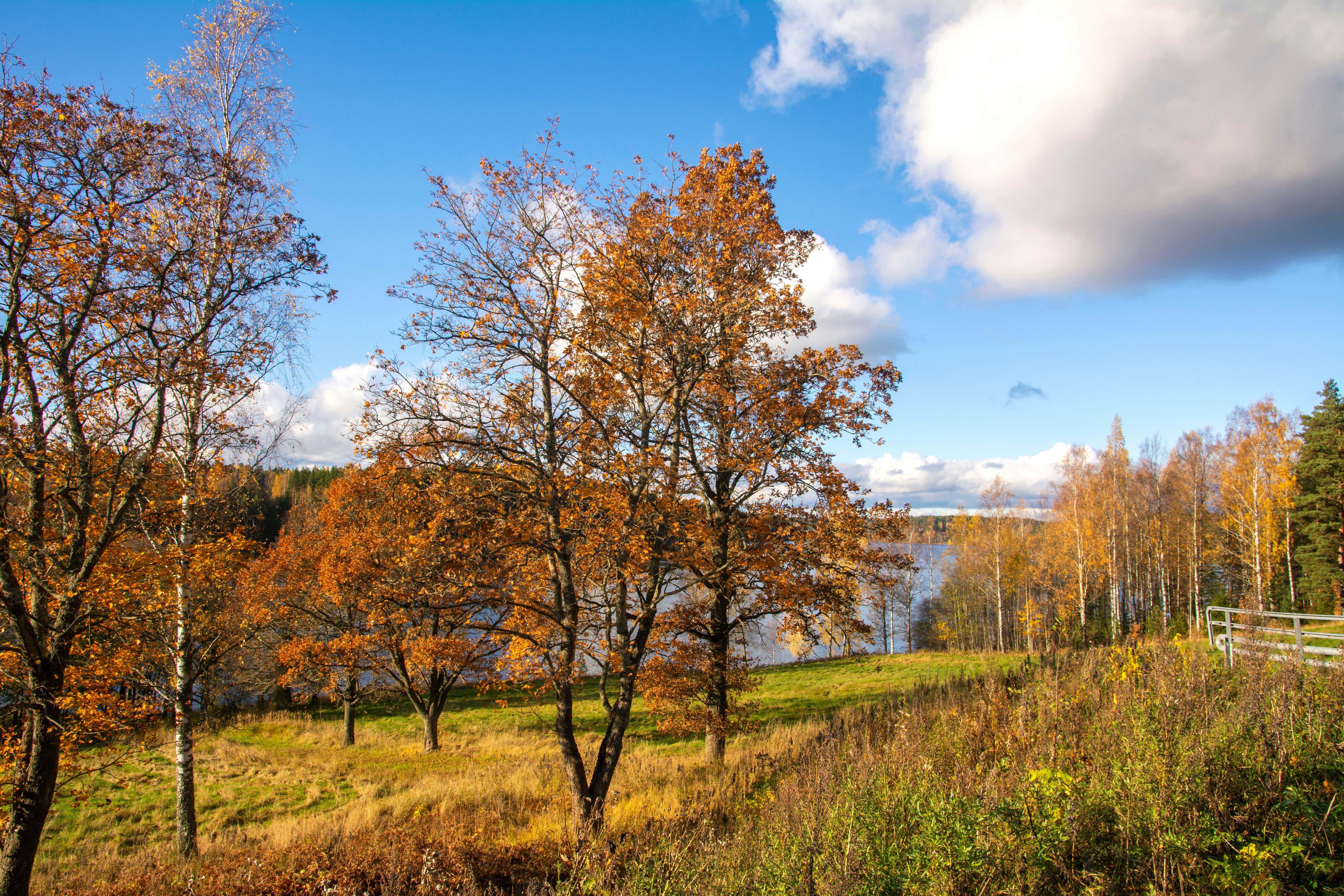 Autumn In Finland An Alternative Fall Foliage Tour Lonely Planet   Finland Autumn Nuuksio 