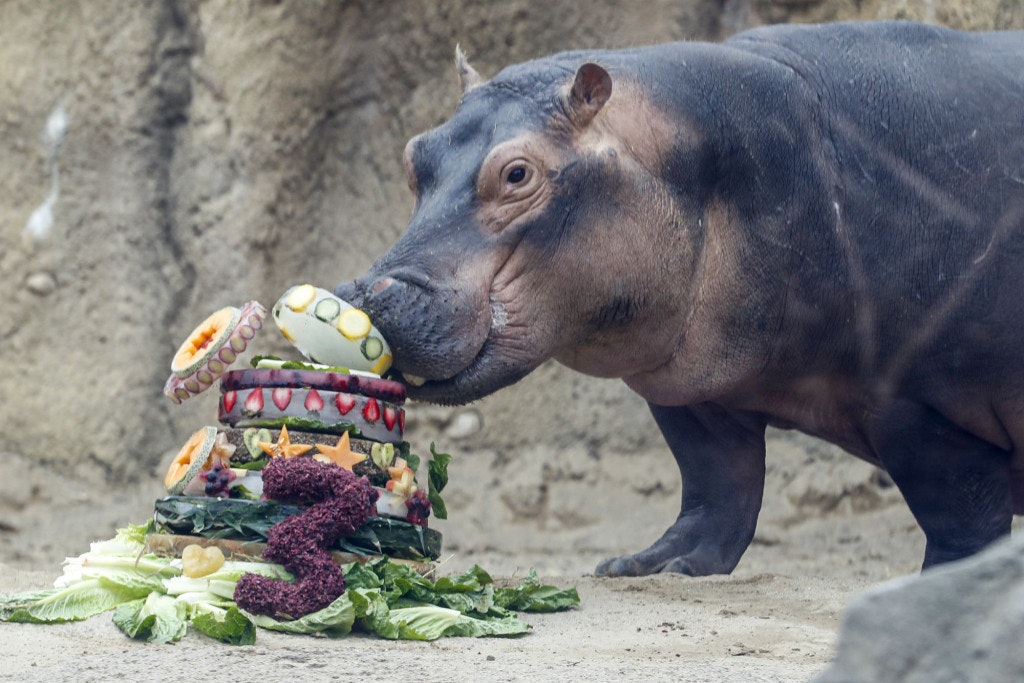 Fiona the Hippo eating her birthday cake at Cincinnati Zoo