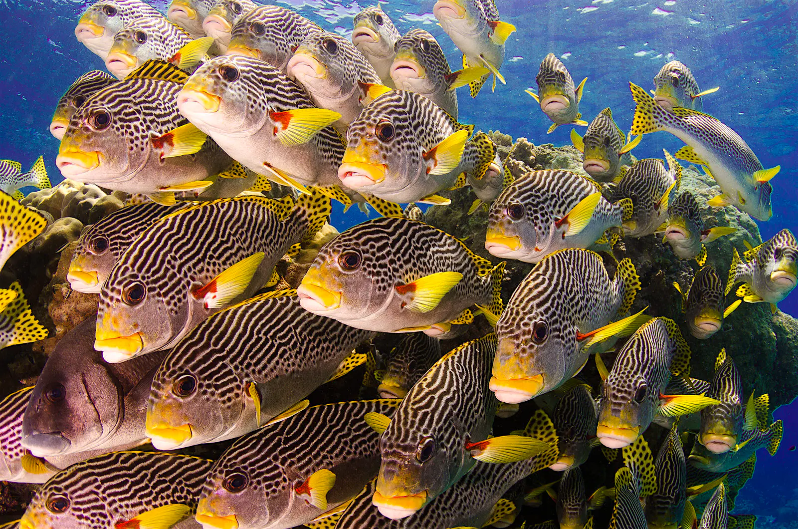 Fish on the Great Barrier Reef A school of dozens of stripy black and white fish with yellow fins and mouths called 'sweet-lips' on Australia's Great Barrier Reef
