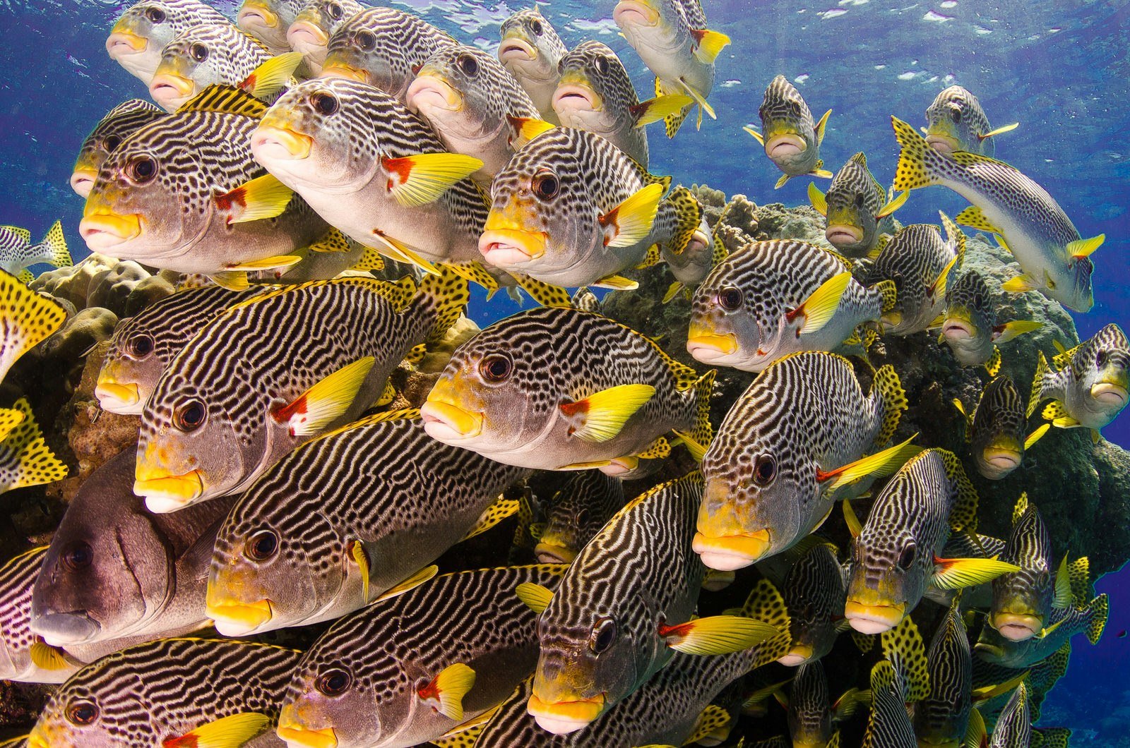 A school of dozens of stripy black and white fish with yellow fins and mouths called 'sweet-lips' on Australia's Great Barrier Reef