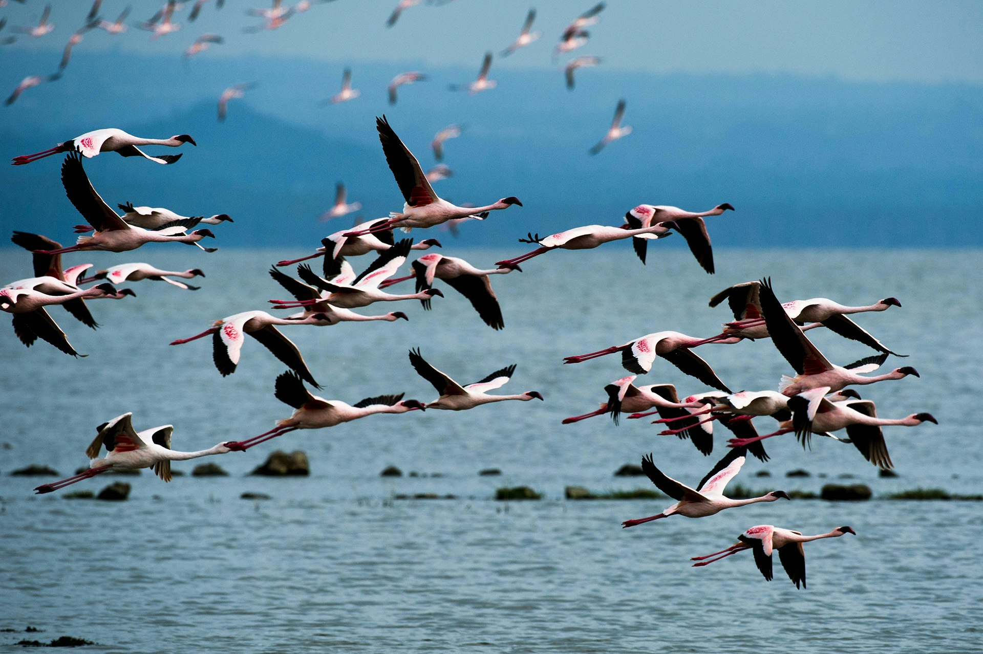 Flamingoes at flight