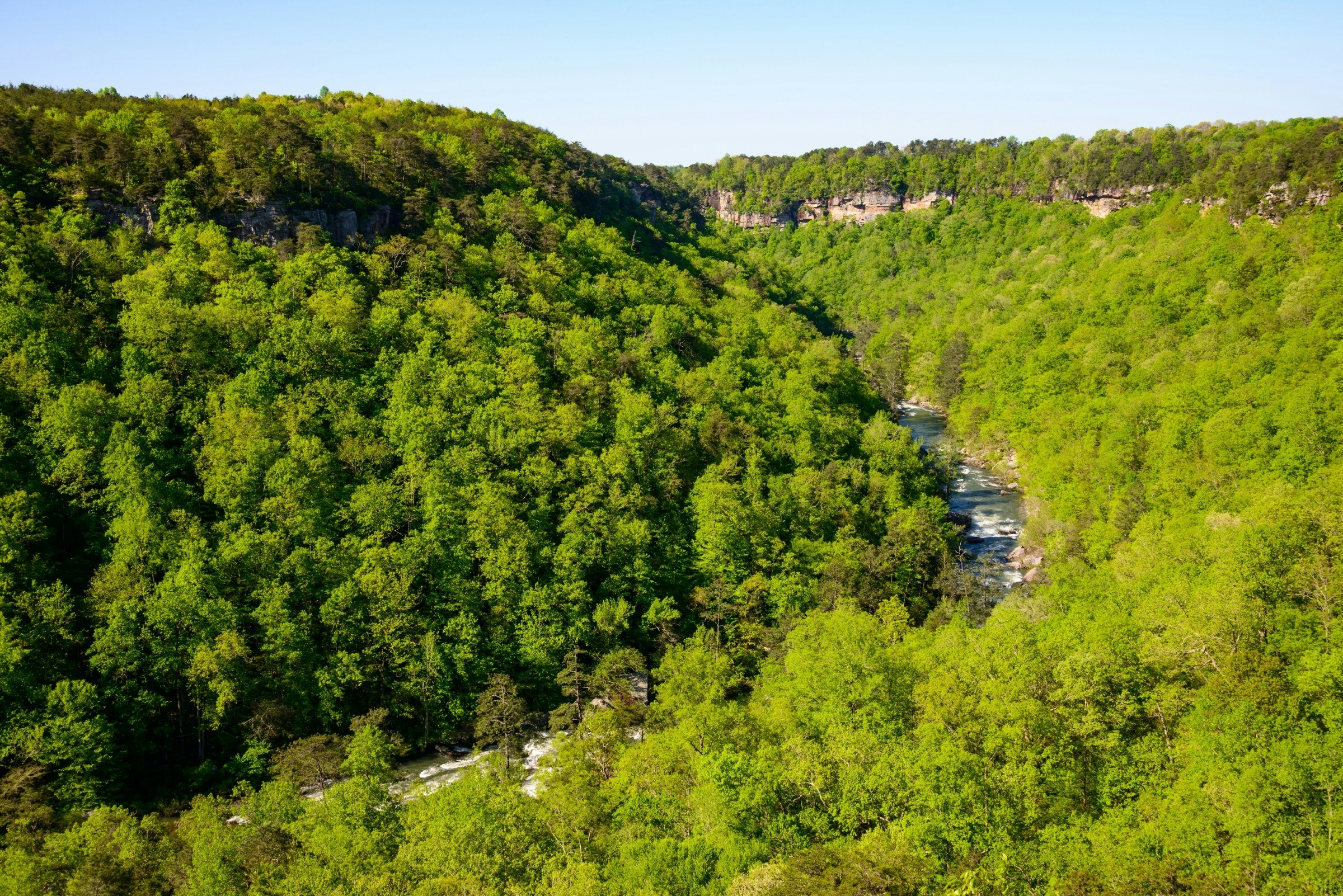Trees in Little River Canyon National Preserve in Alabama