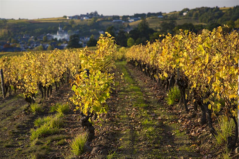 Yellowing grape vines stretch into the distance at a French vineyard; Autumn colors