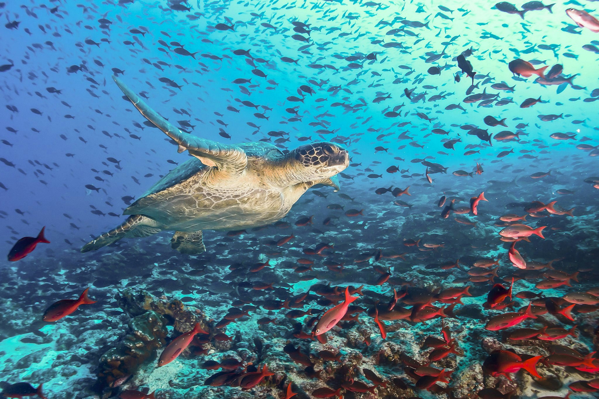 A turtle swimming across a school of red fish in the Galapagos.