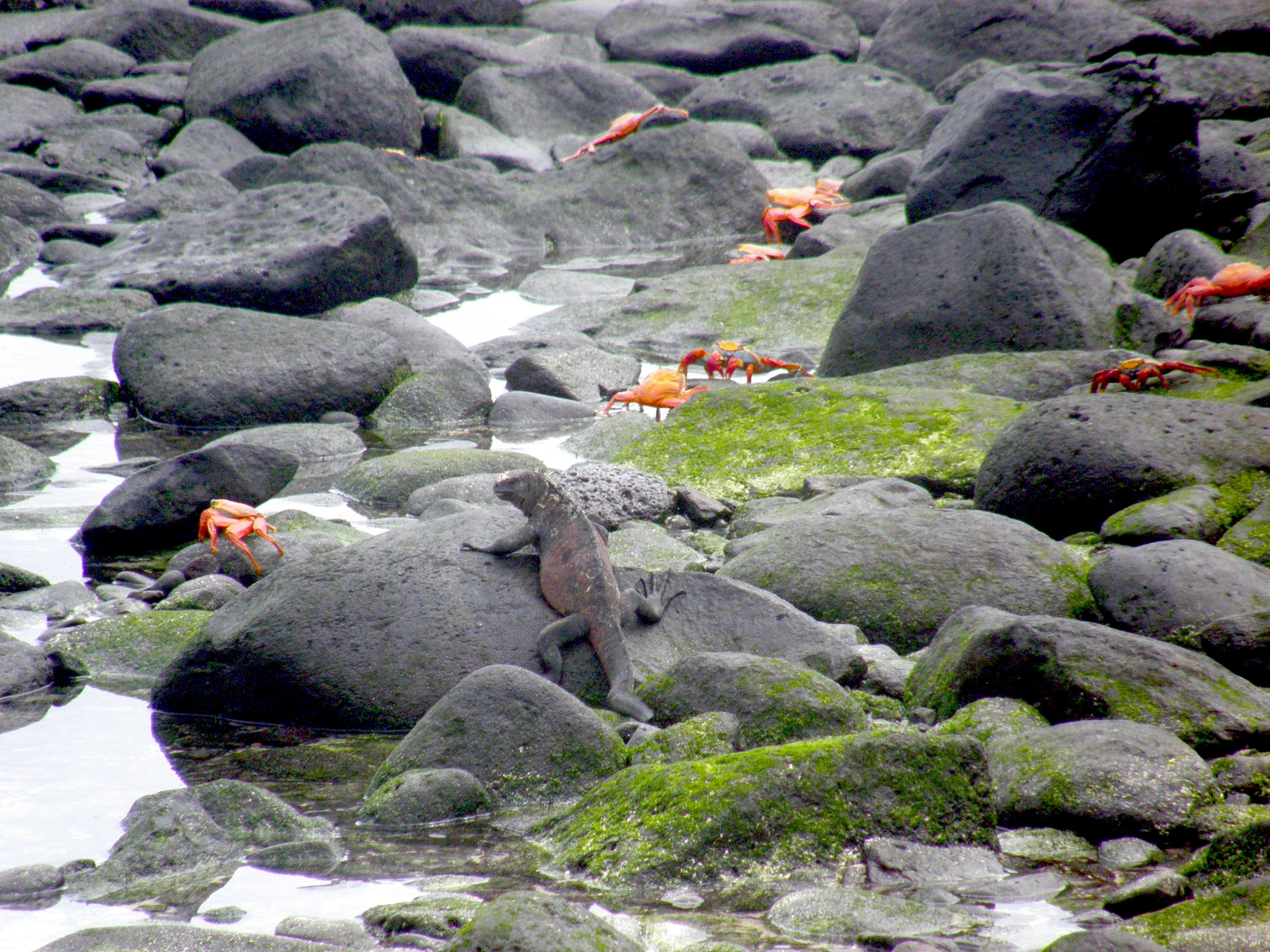 Bright orange crabs move across black rocks while being watched by an iguana