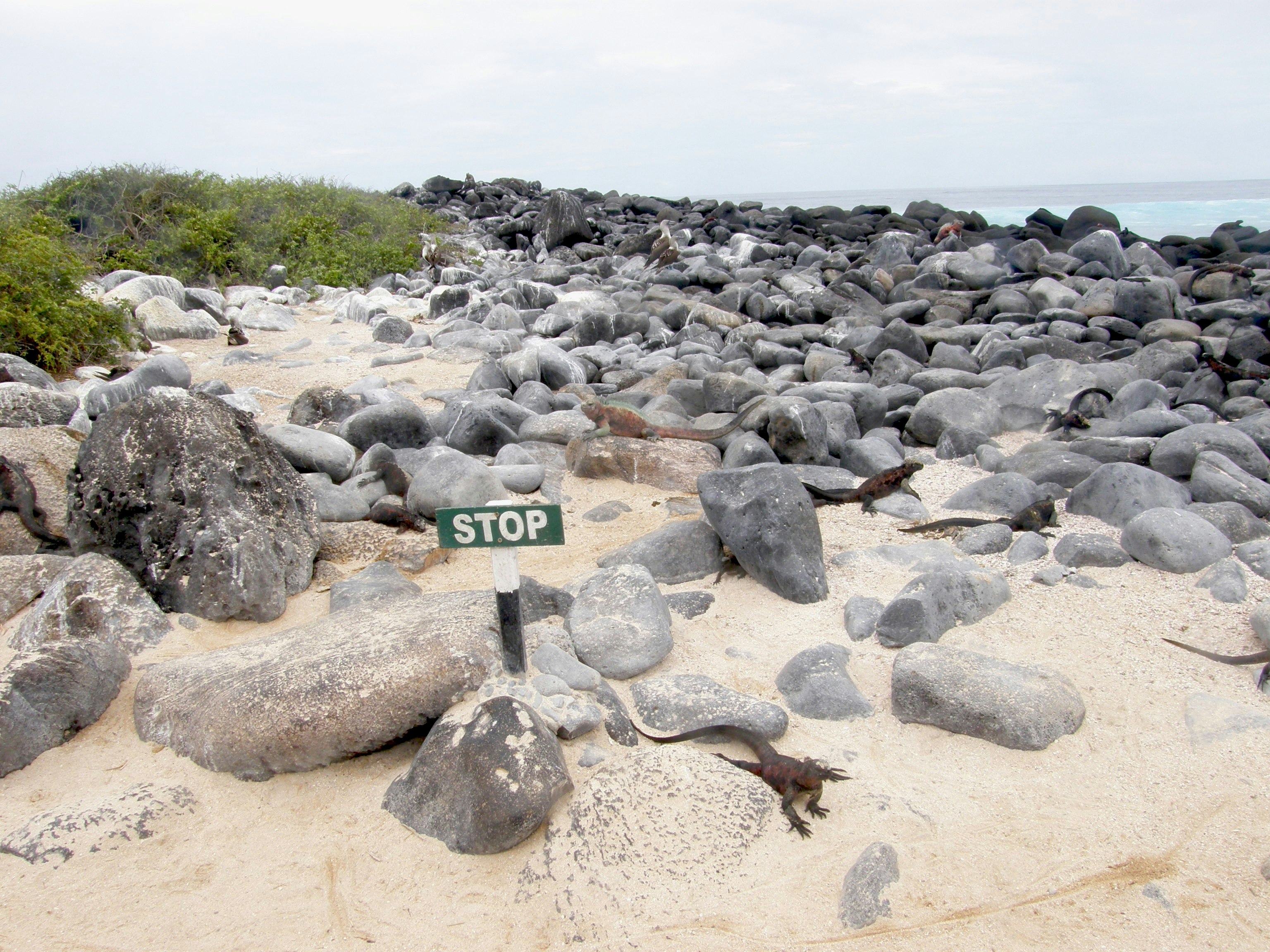 A stop sign on a rocky beach in the Galapagos Islands. Lizards crawl amongst the rocks.
