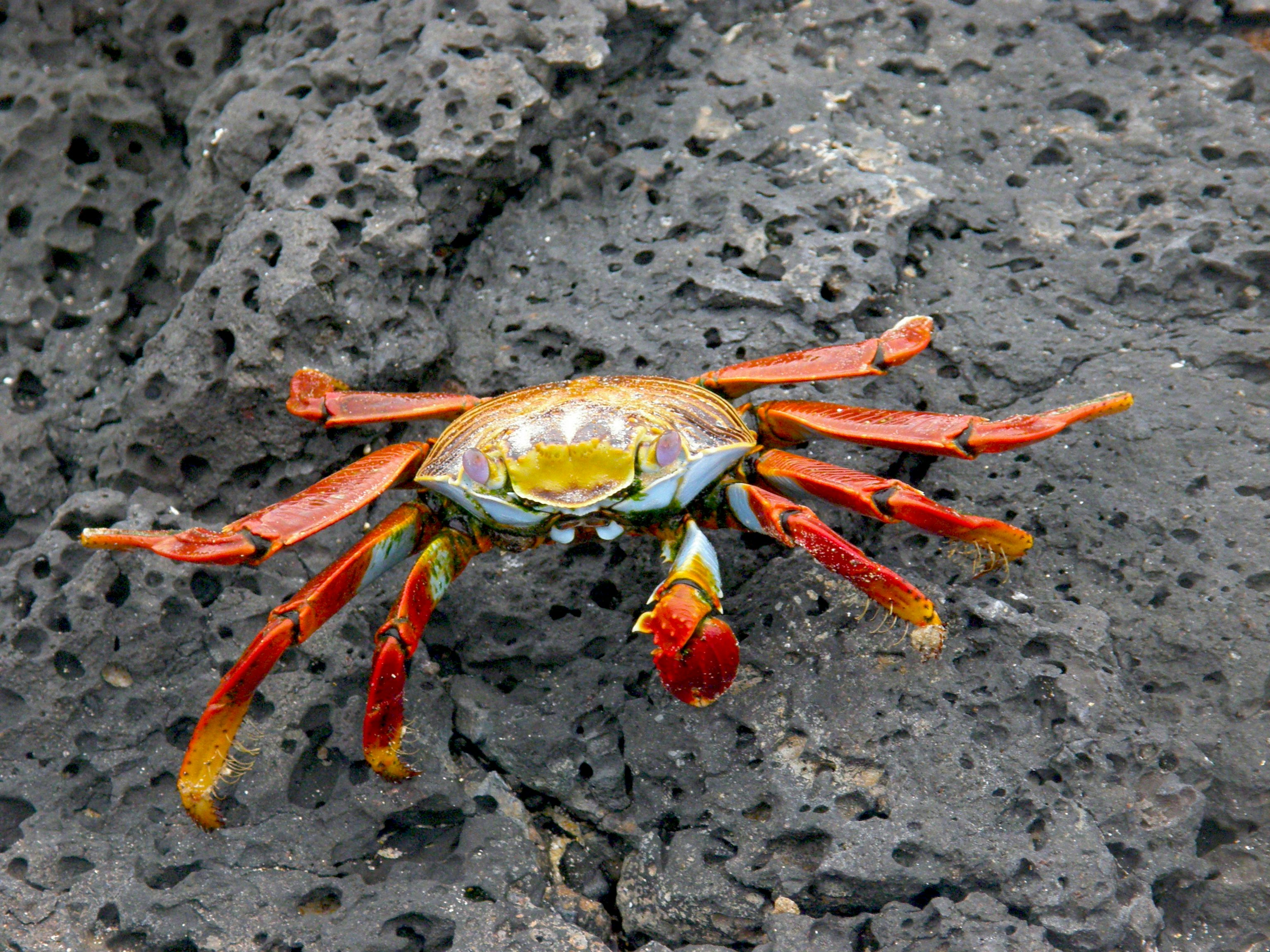 A brightly colored crab sits still on black volcanic rocks